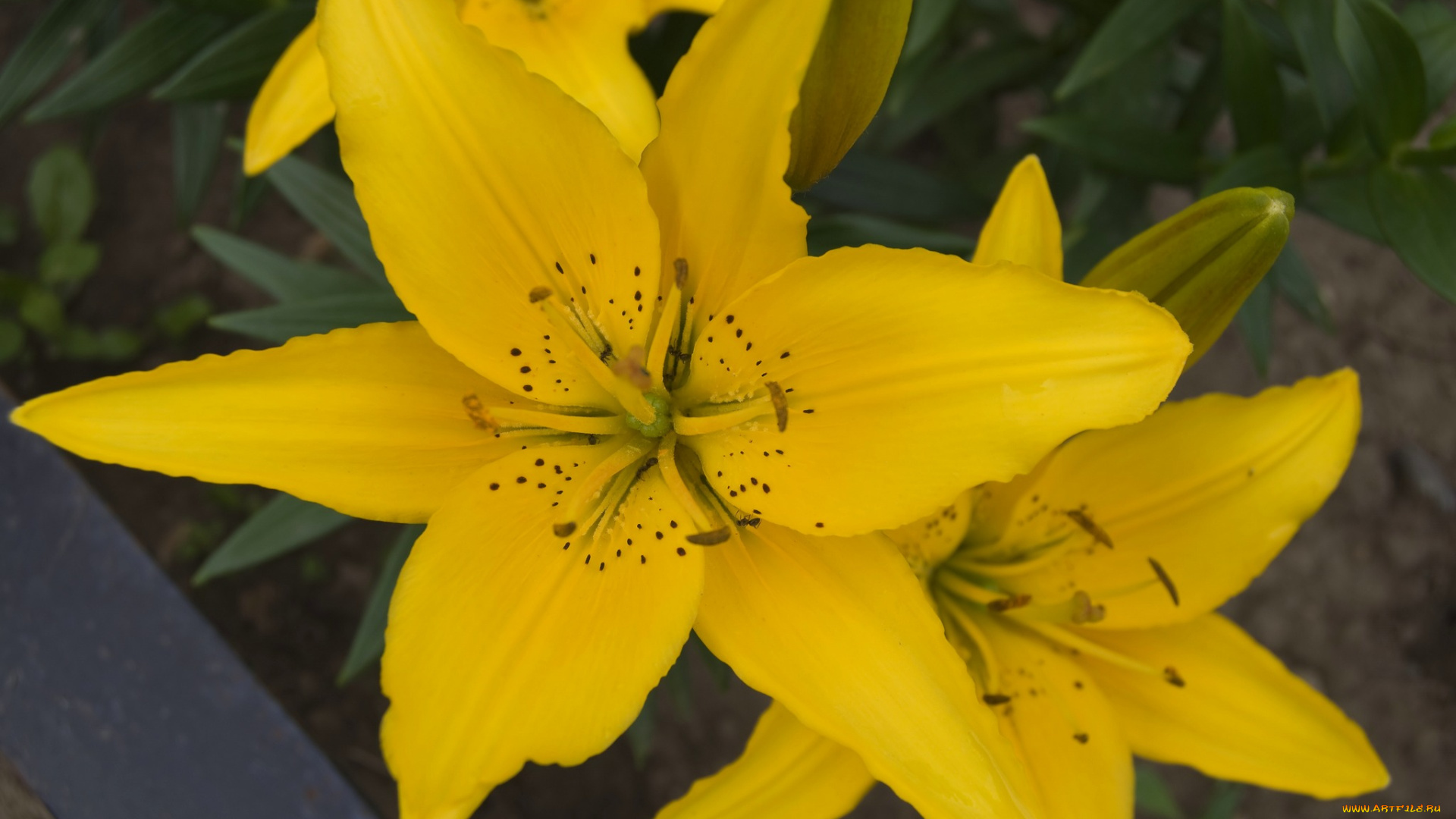 цветы, лилии, лилейники