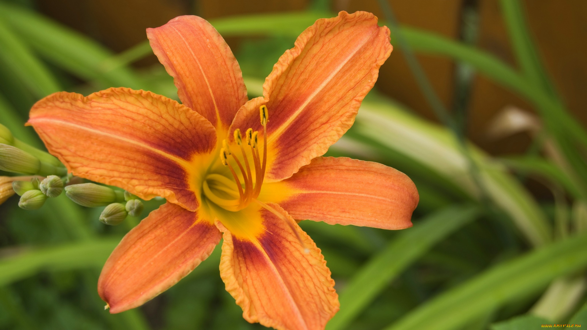 цветы, лилии, лилейники