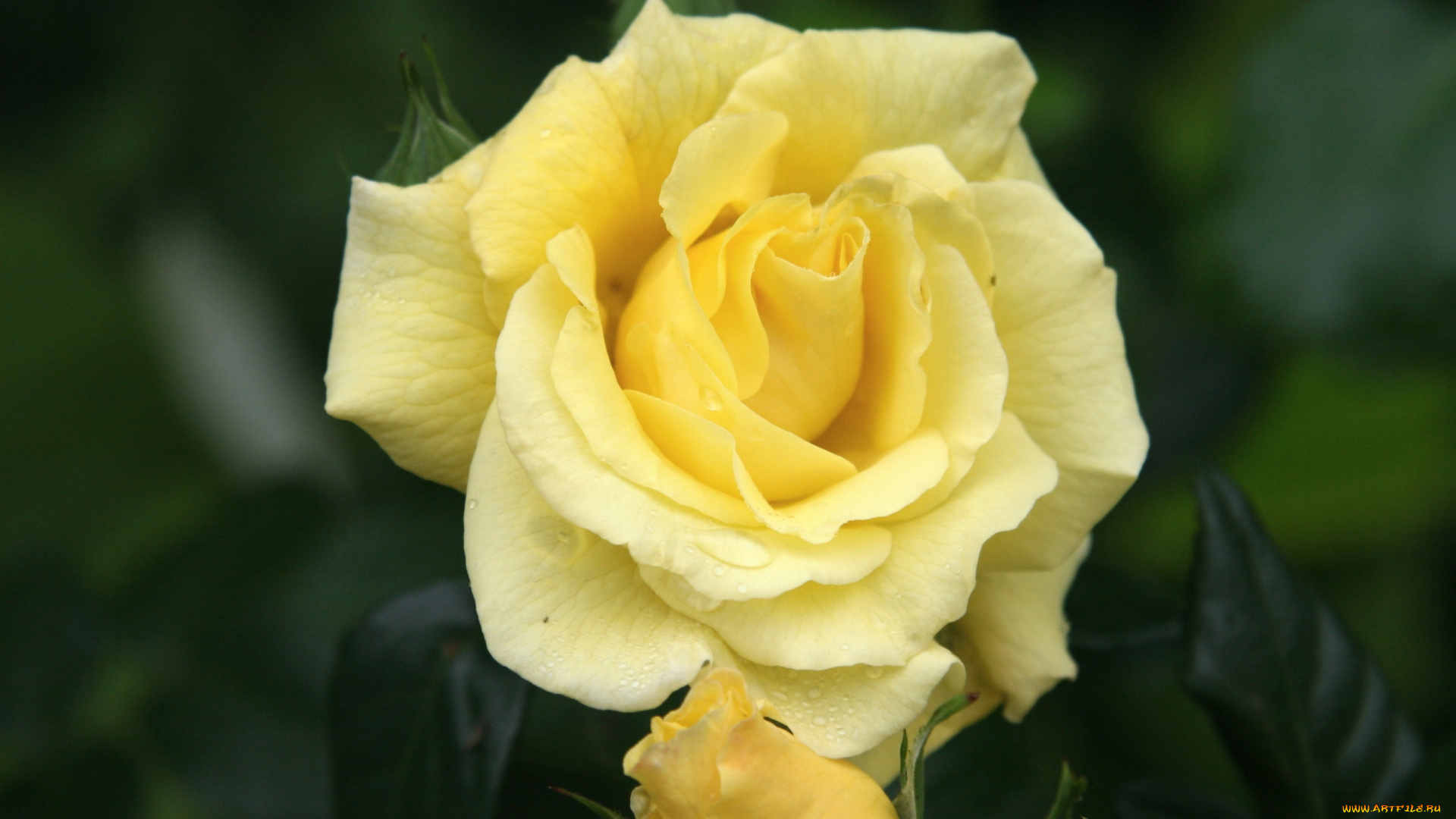 цветы, розы, нежная, бутон