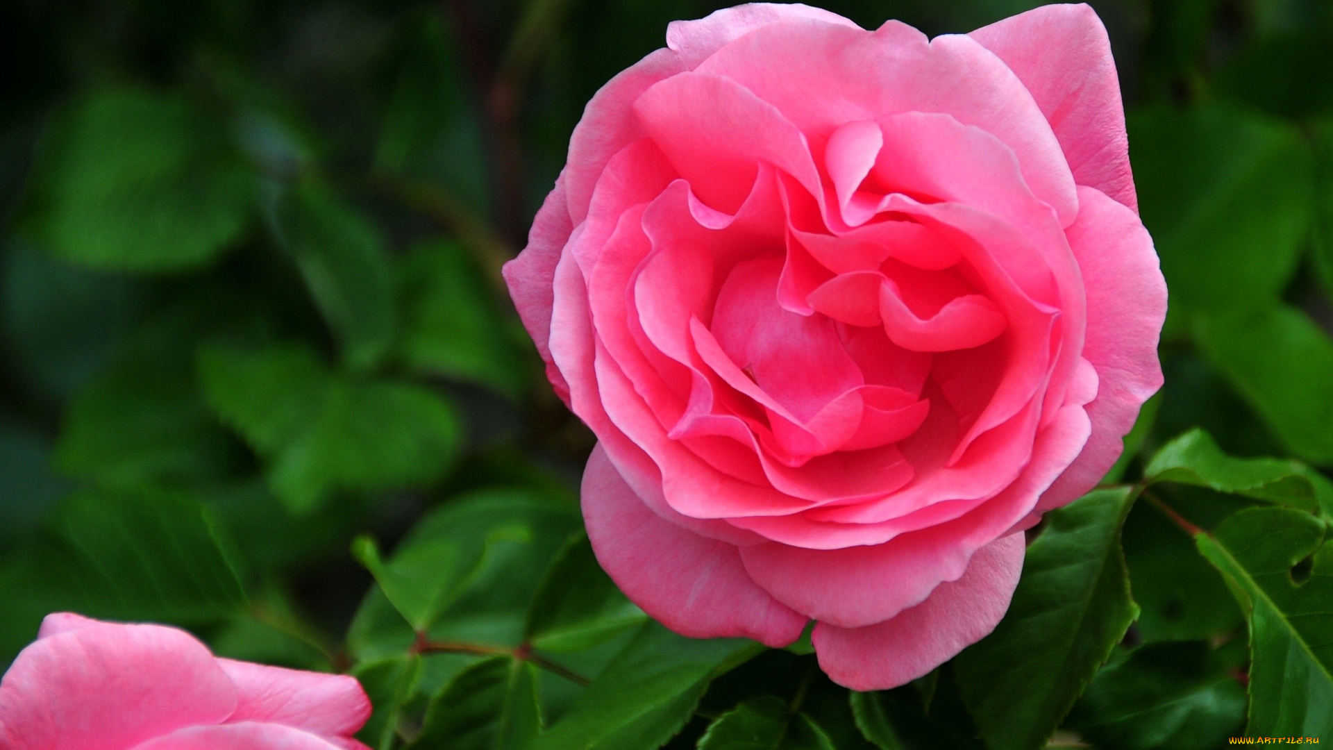 цветы, розы, яркий, розовый