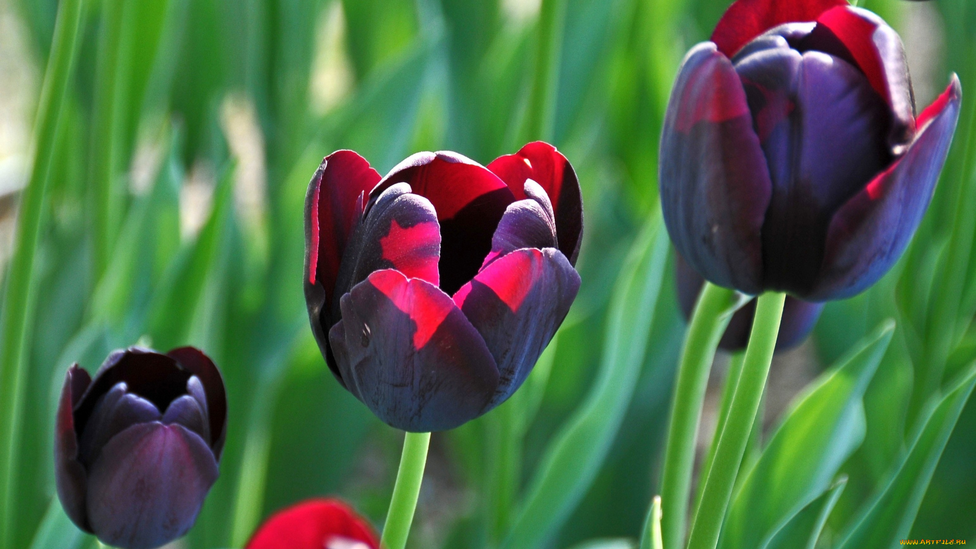 цветы, тюльпаны, пурпурный