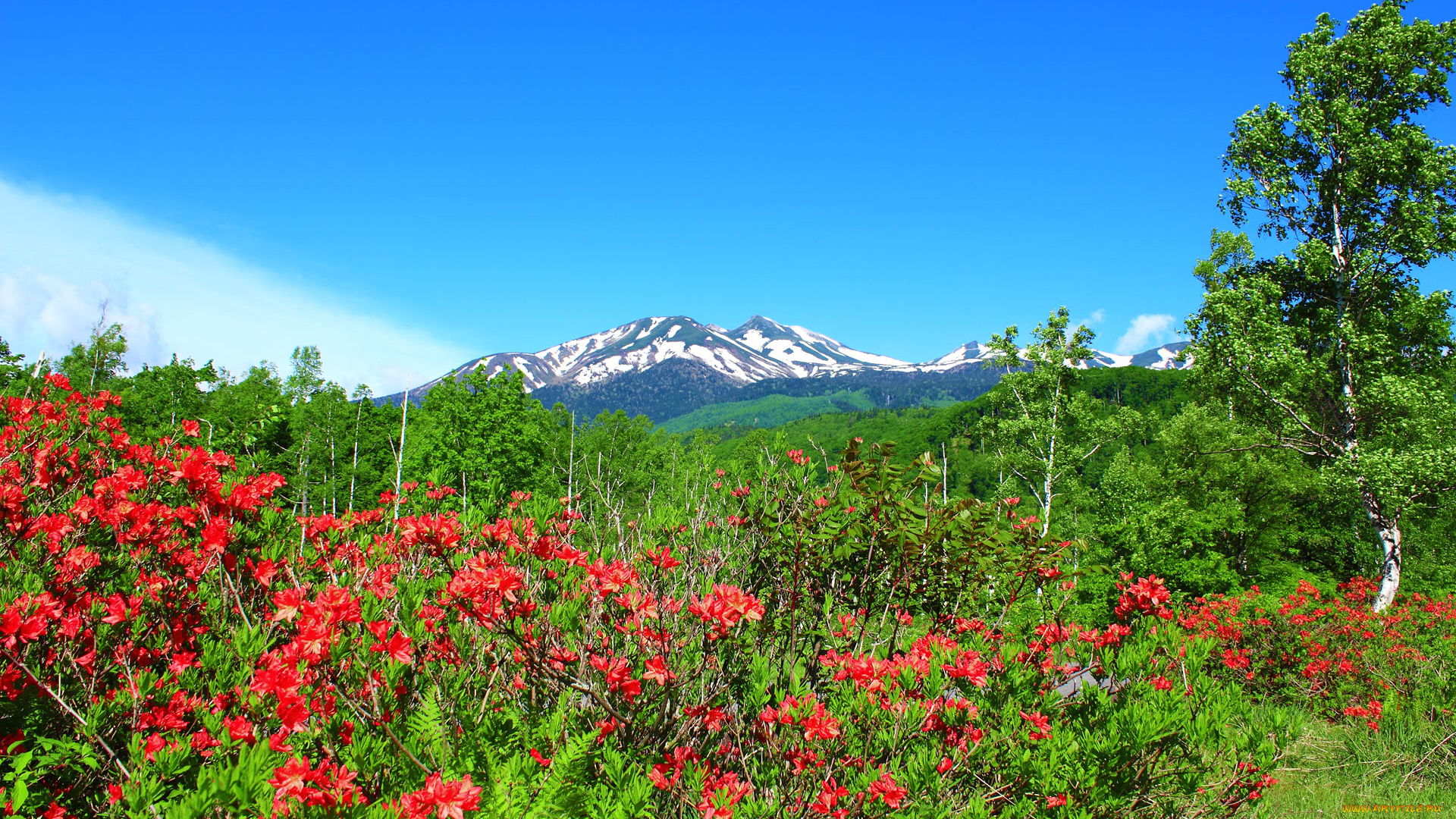 природа, луга, горы, цветы