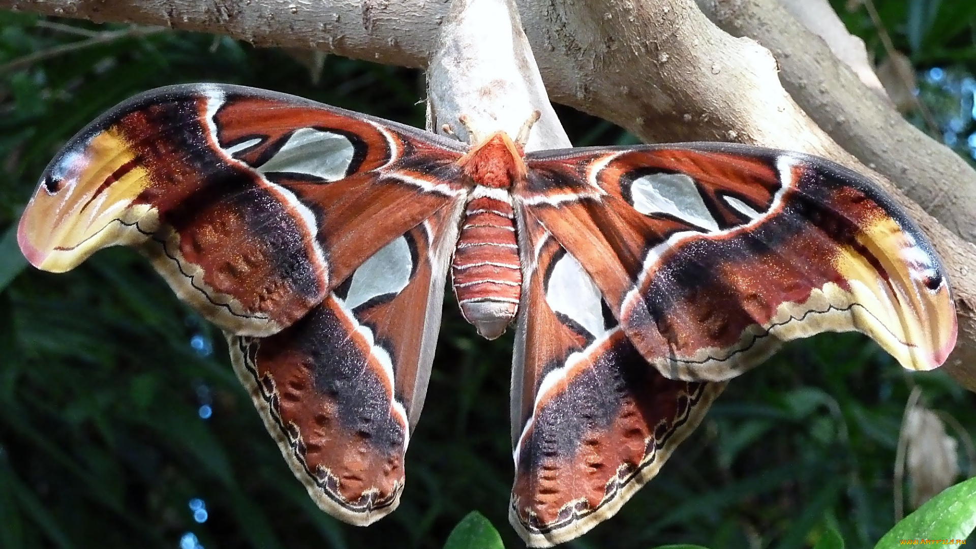 животные, бабочки, крылья, большой, пестрый