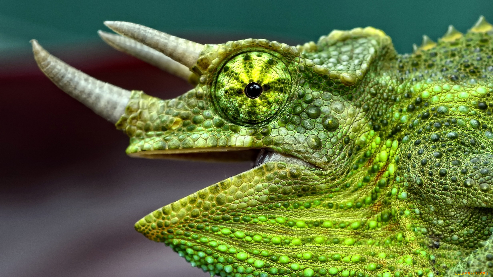 животные, хамелеоны, зеленый, рога