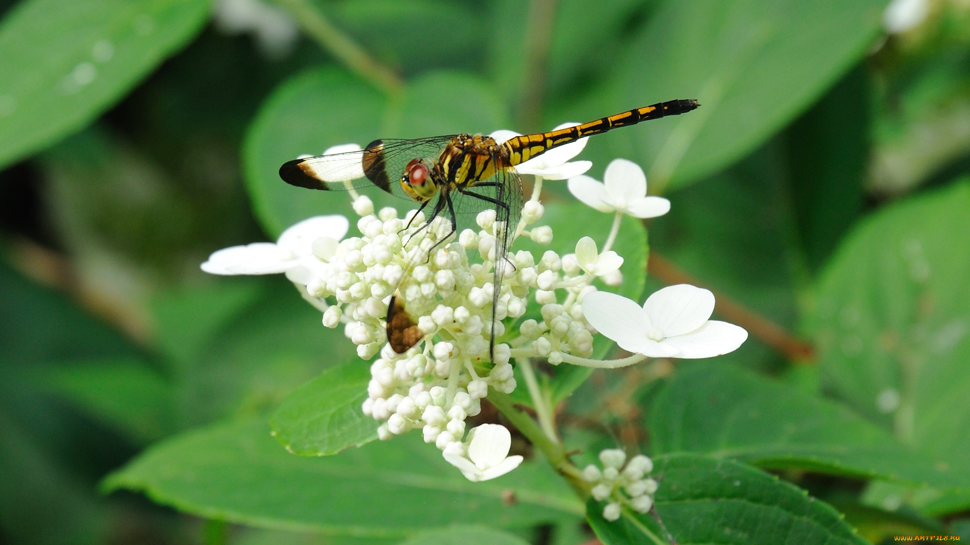 животные, стрекозы, цветок, стрекоза