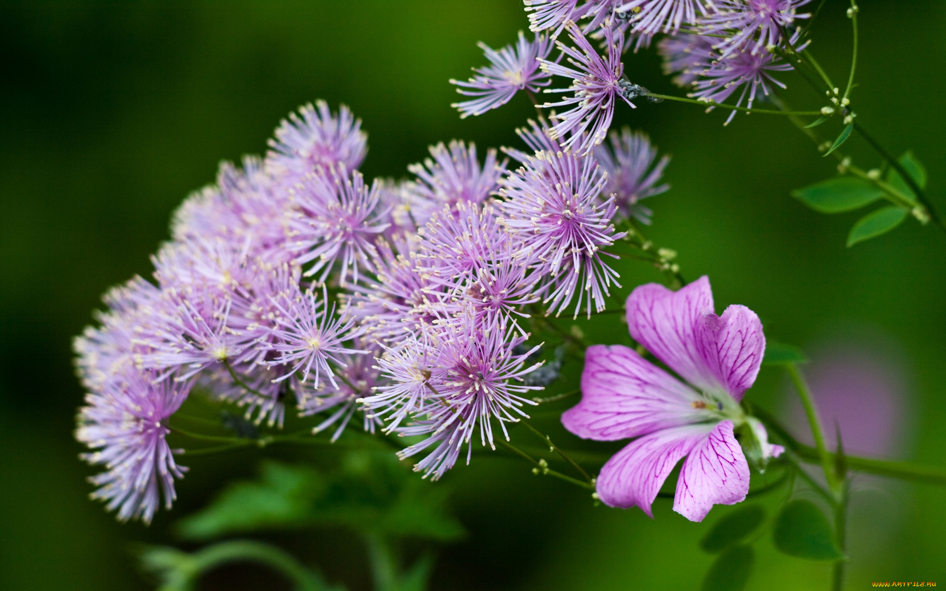 цветы, луговые, полевые, сиреневый, зеленый