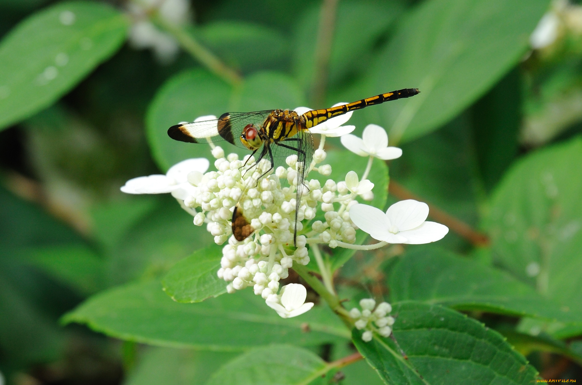животные, стрекозы, цветок, стрекоза