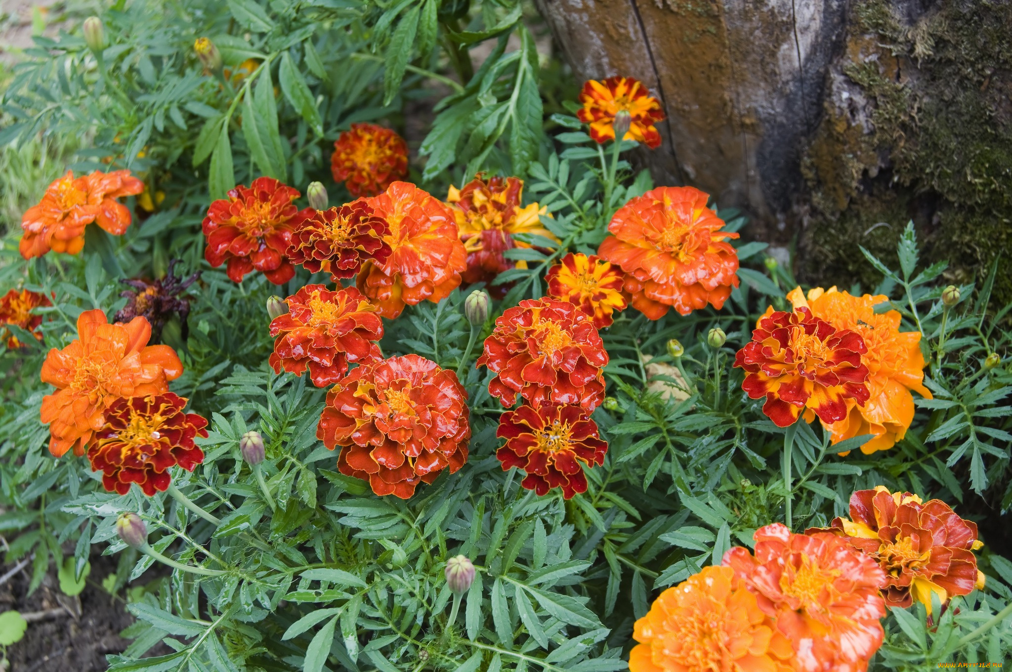 цветы, бархатцы