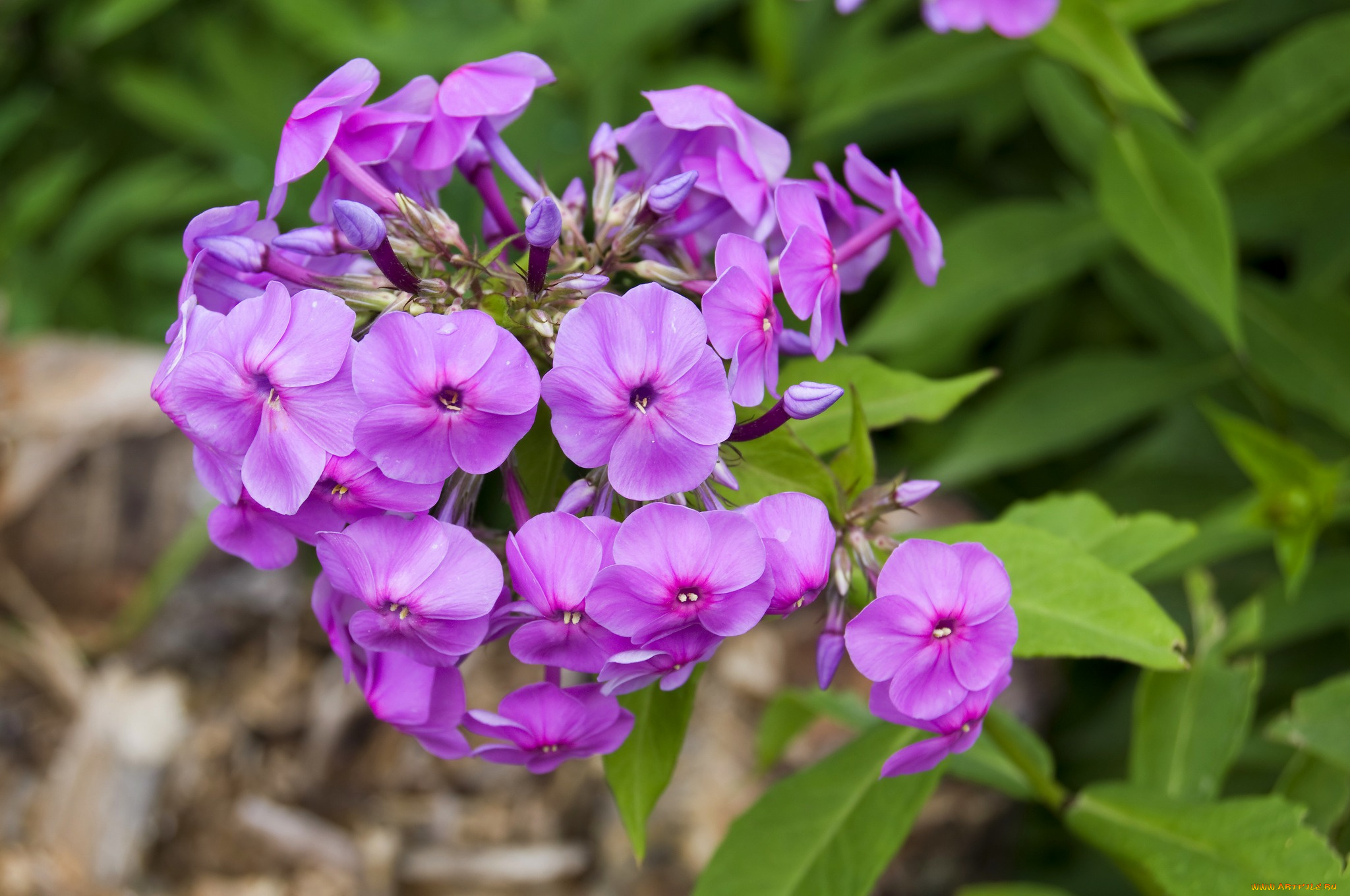 цветы, флоксы