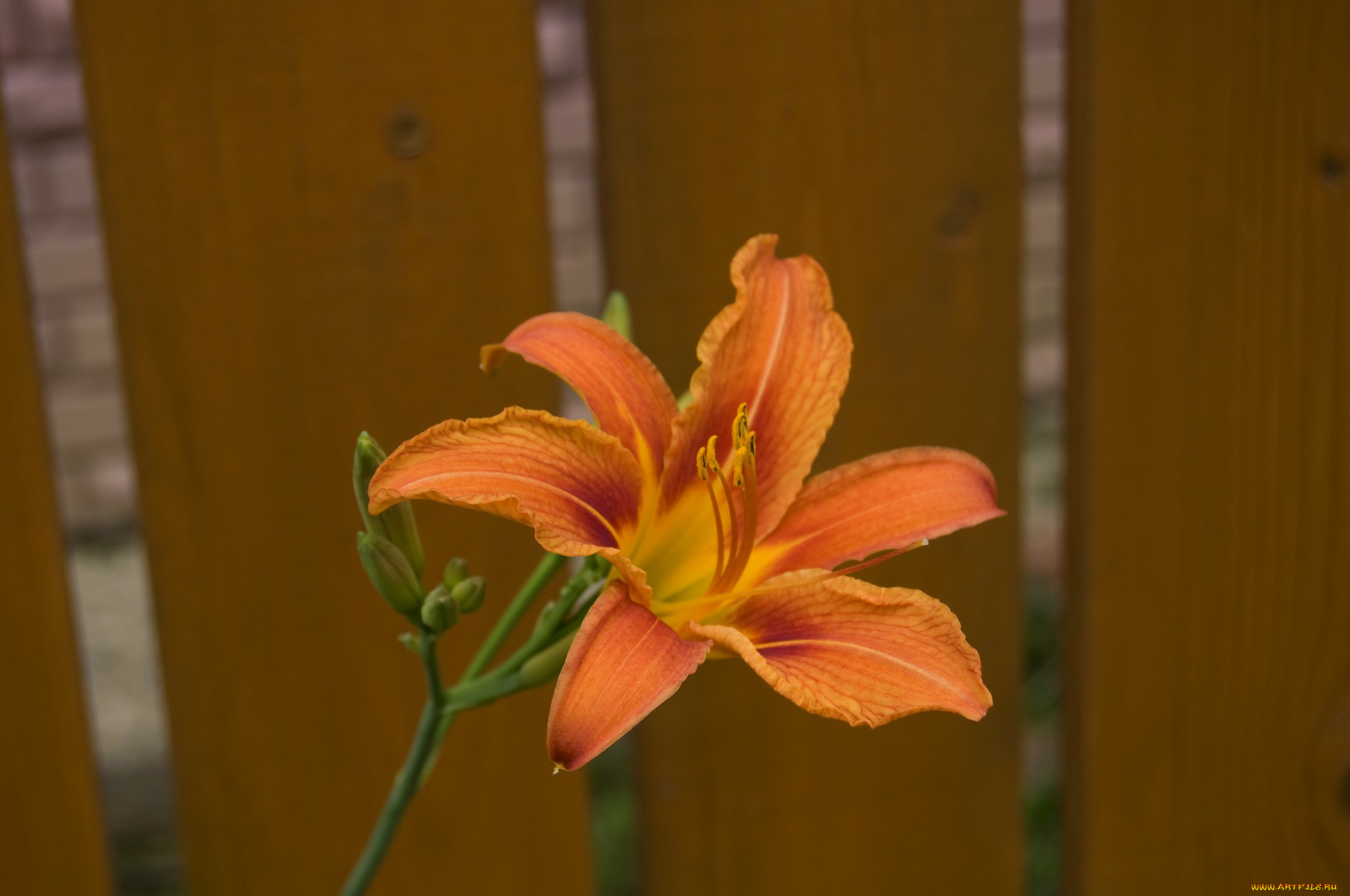 цветы, лилии, лилейники