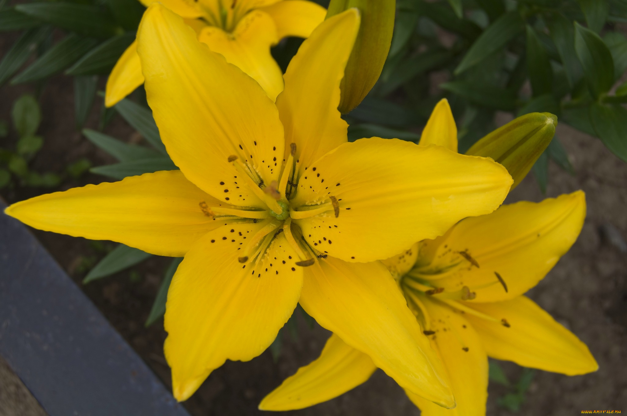 цветы, лилии, лилейники