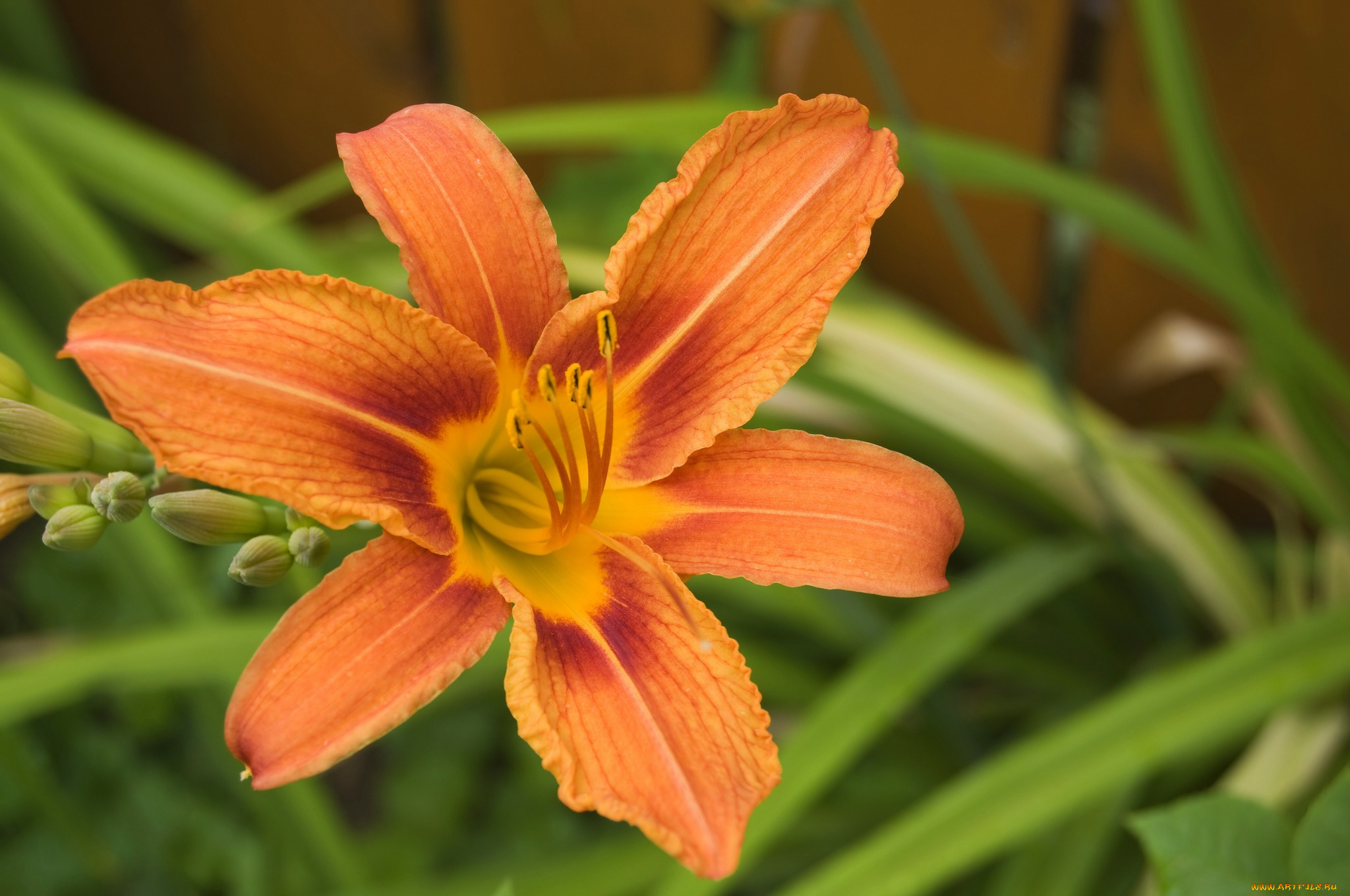 цветы, лилии, лилейники