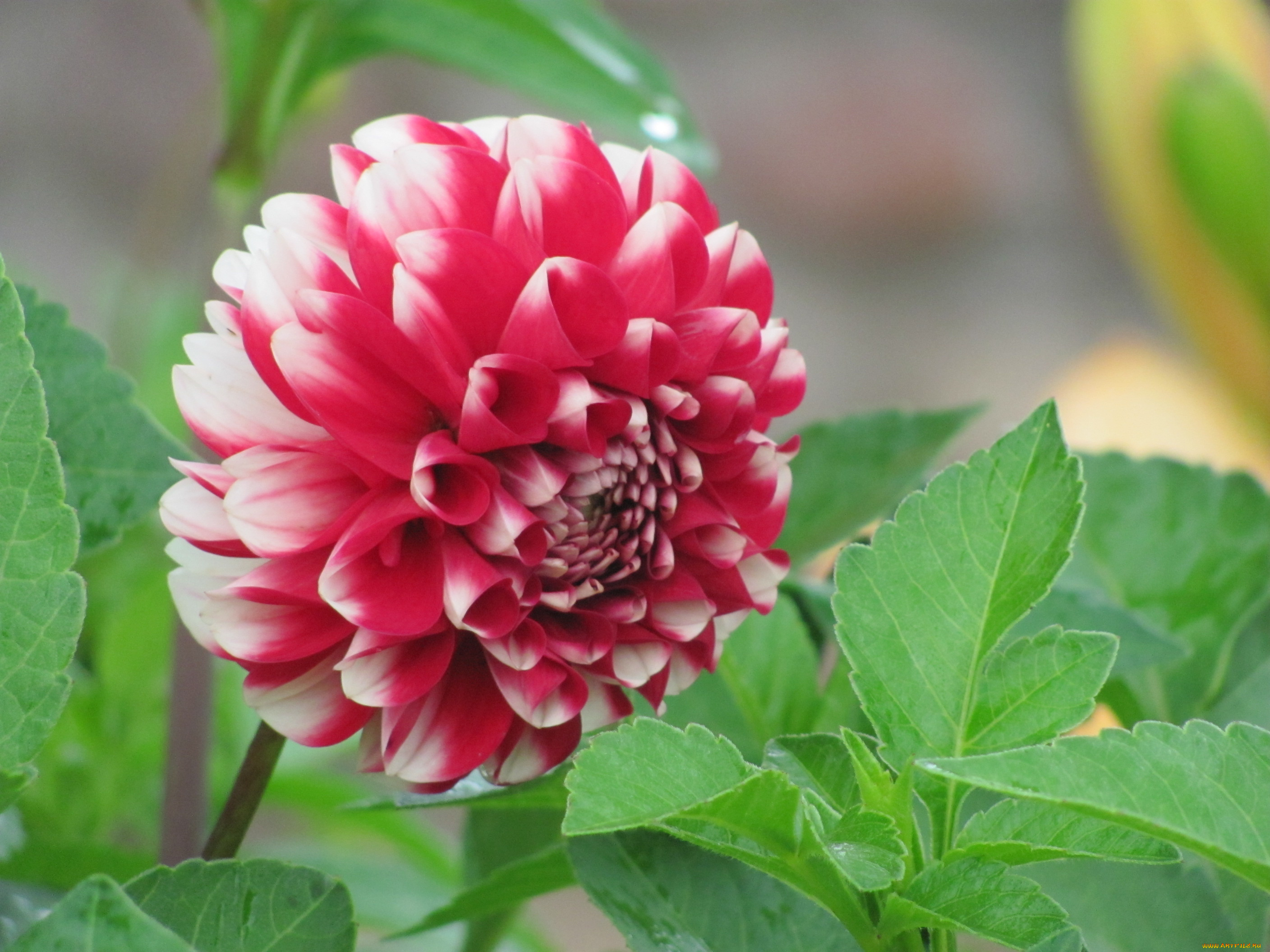 цветы, георгины, розовый, зеленый, белый