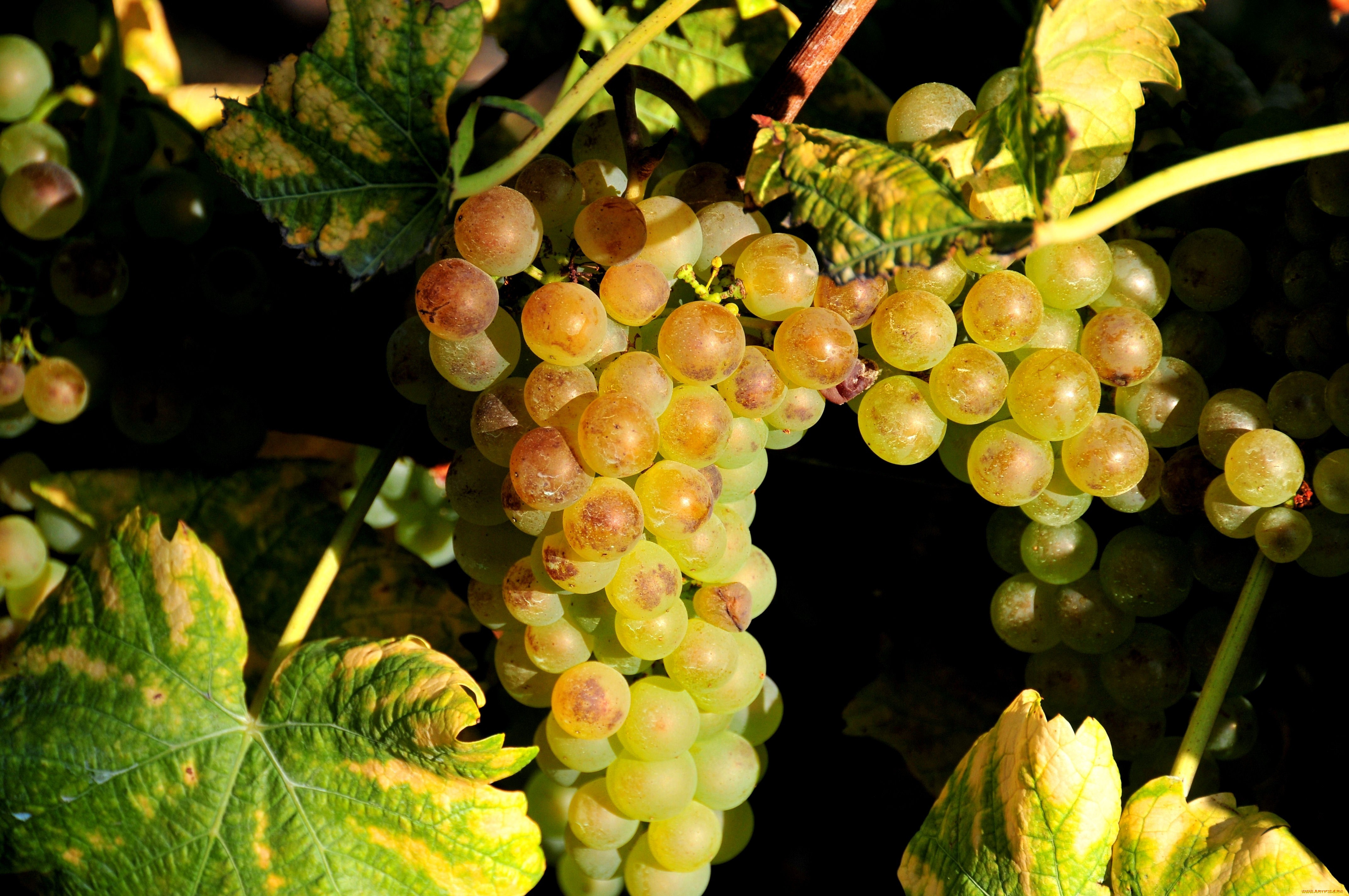 природа, Ягоды, виноград