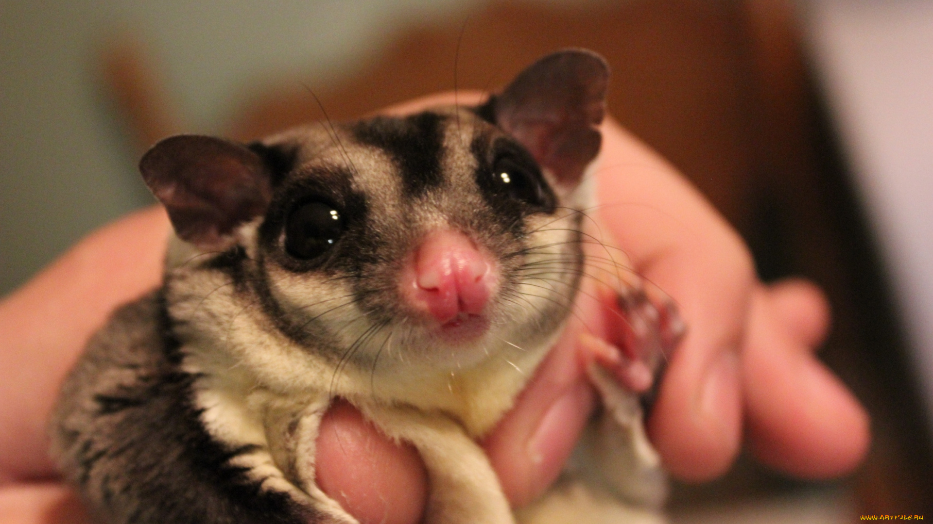 сонЯ, животные, сони, мордочка, глаза, взгляд