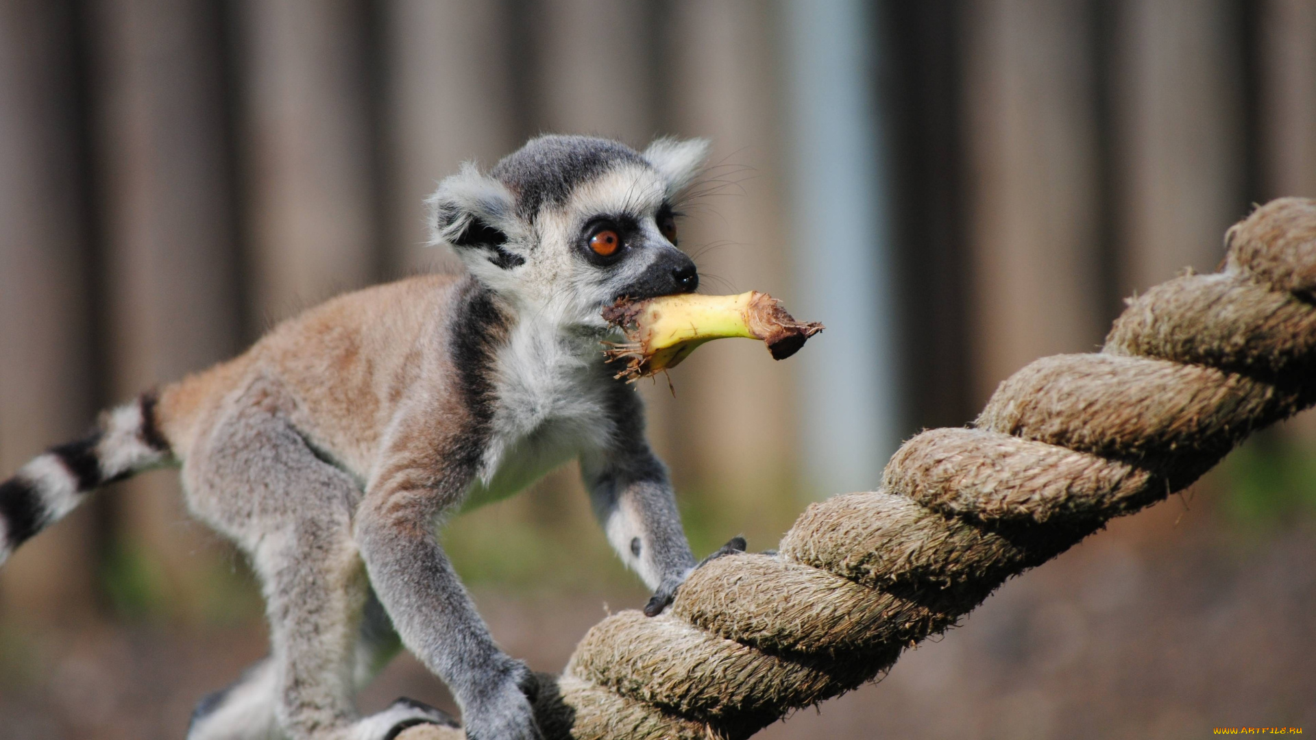 животные, лемуры, канат