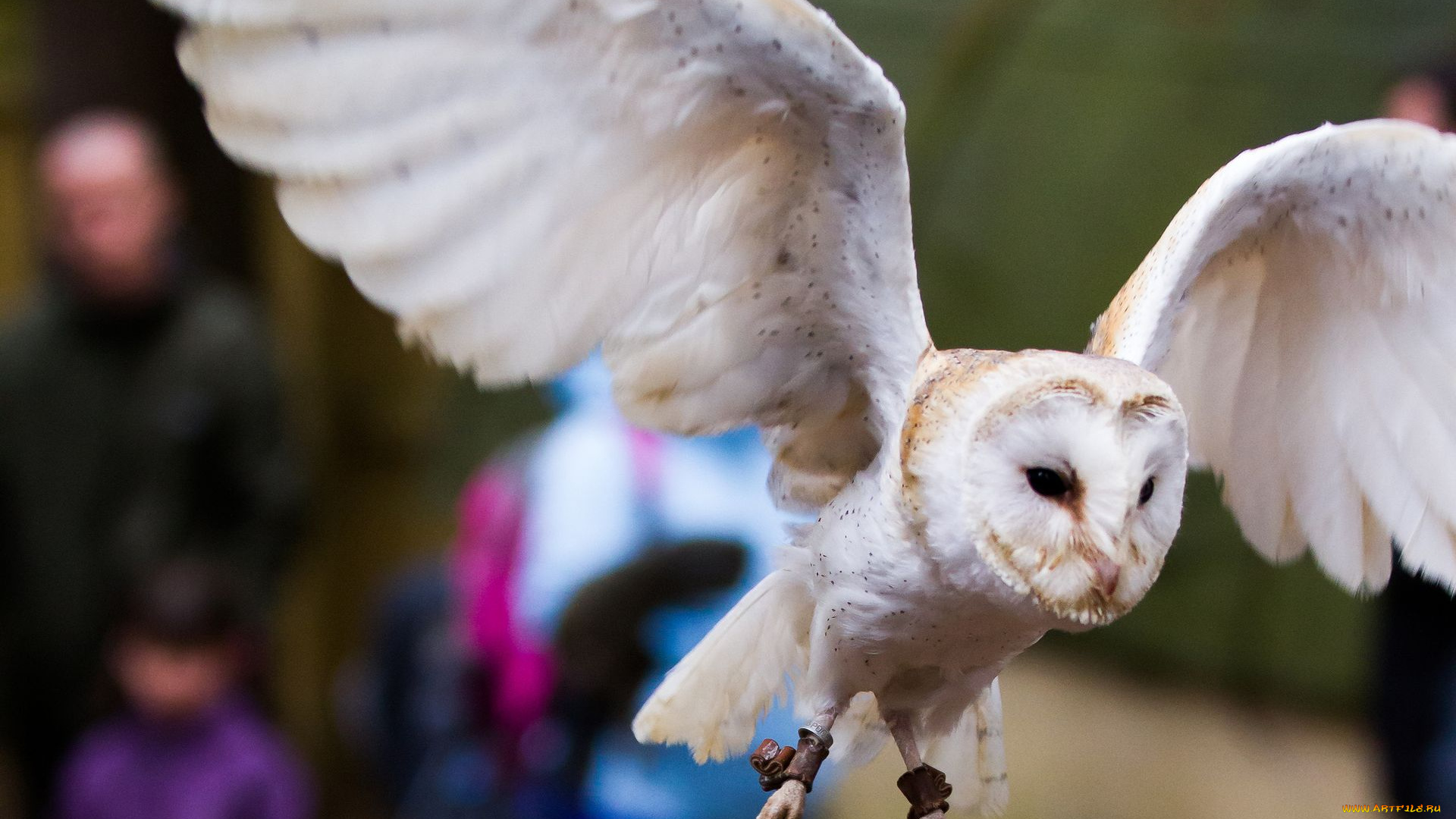 животные, совы, сипуха
