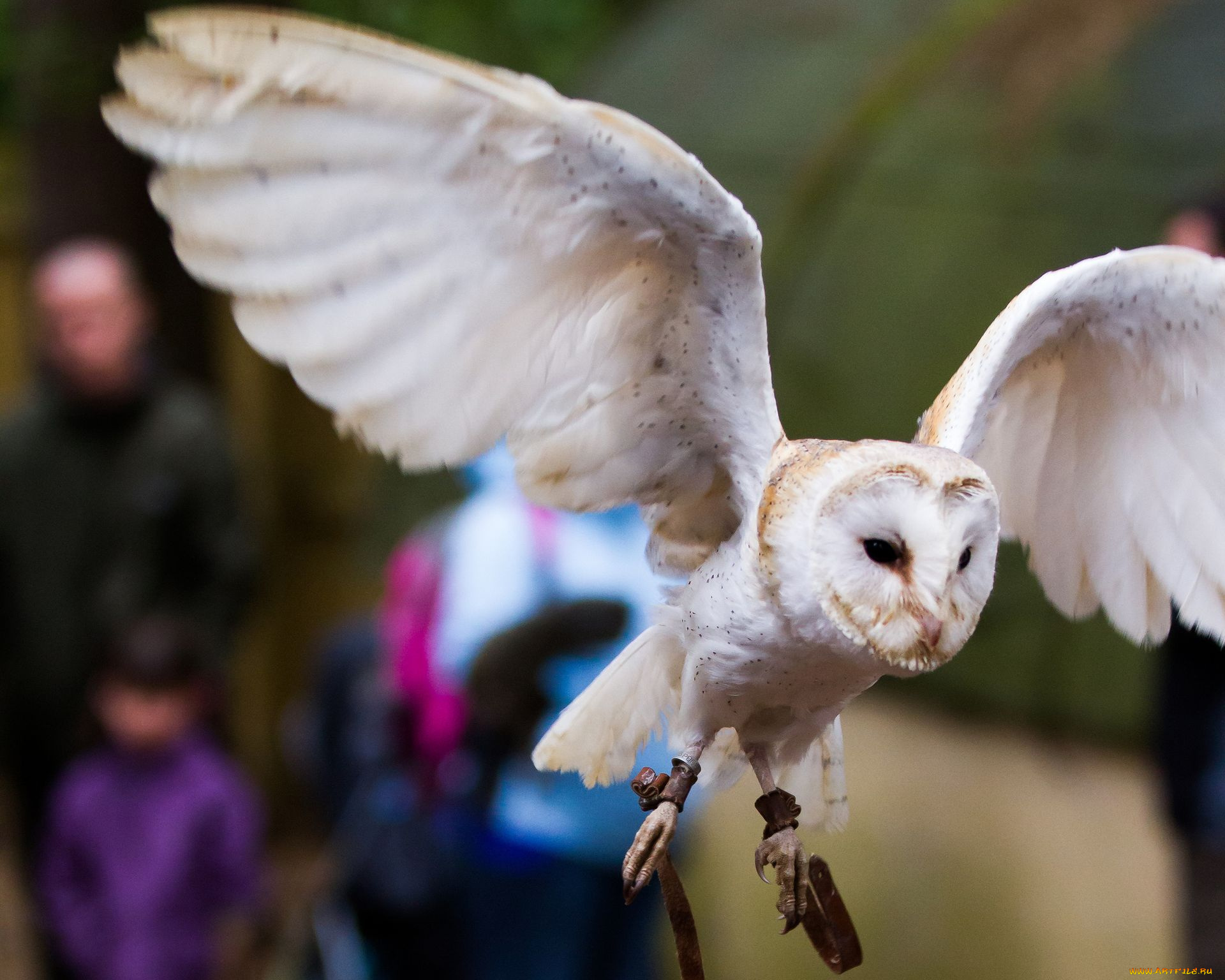 животные, совы, сипуха