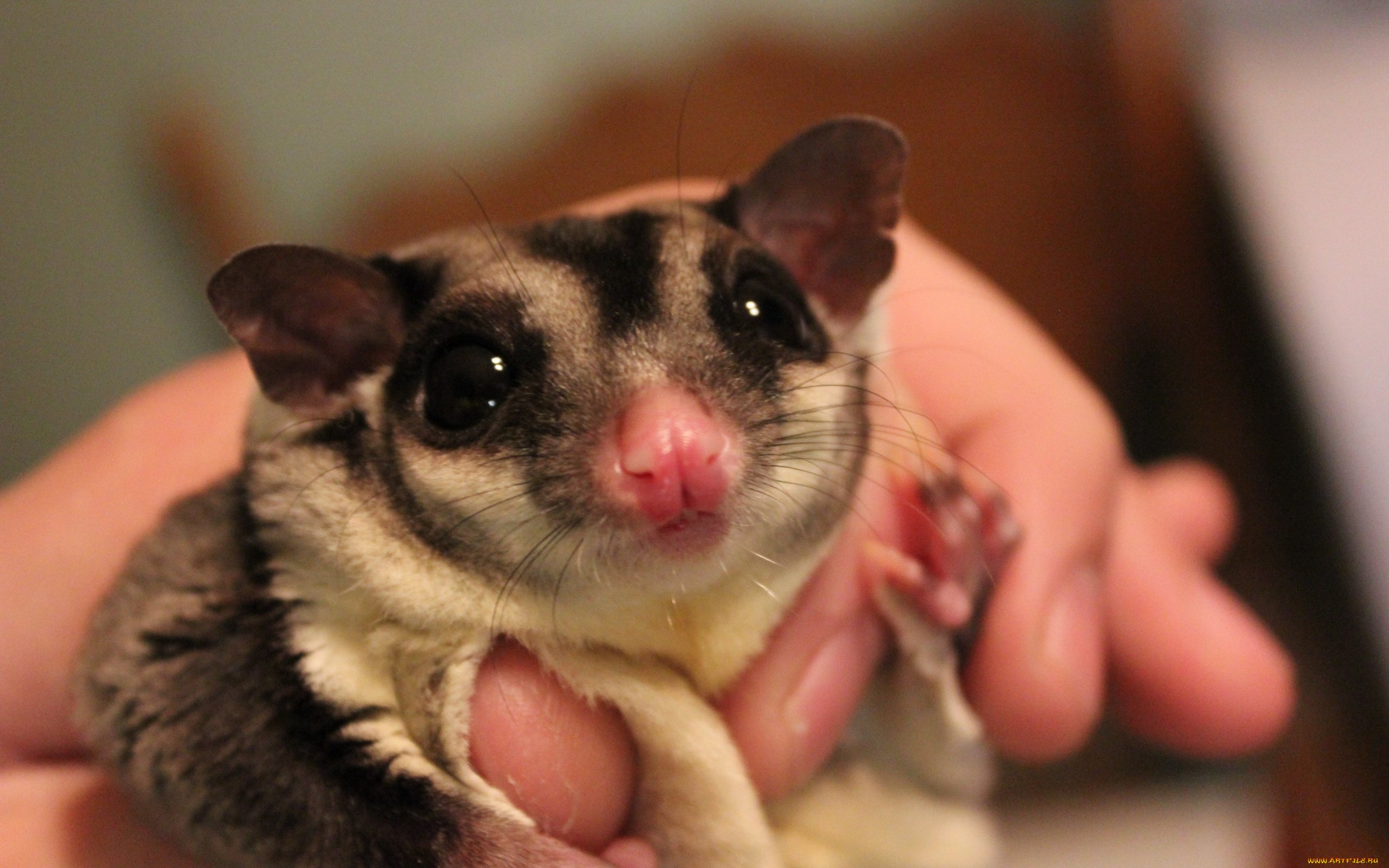 сонЯ, животные, сони, мордочка, глаза, взгляд