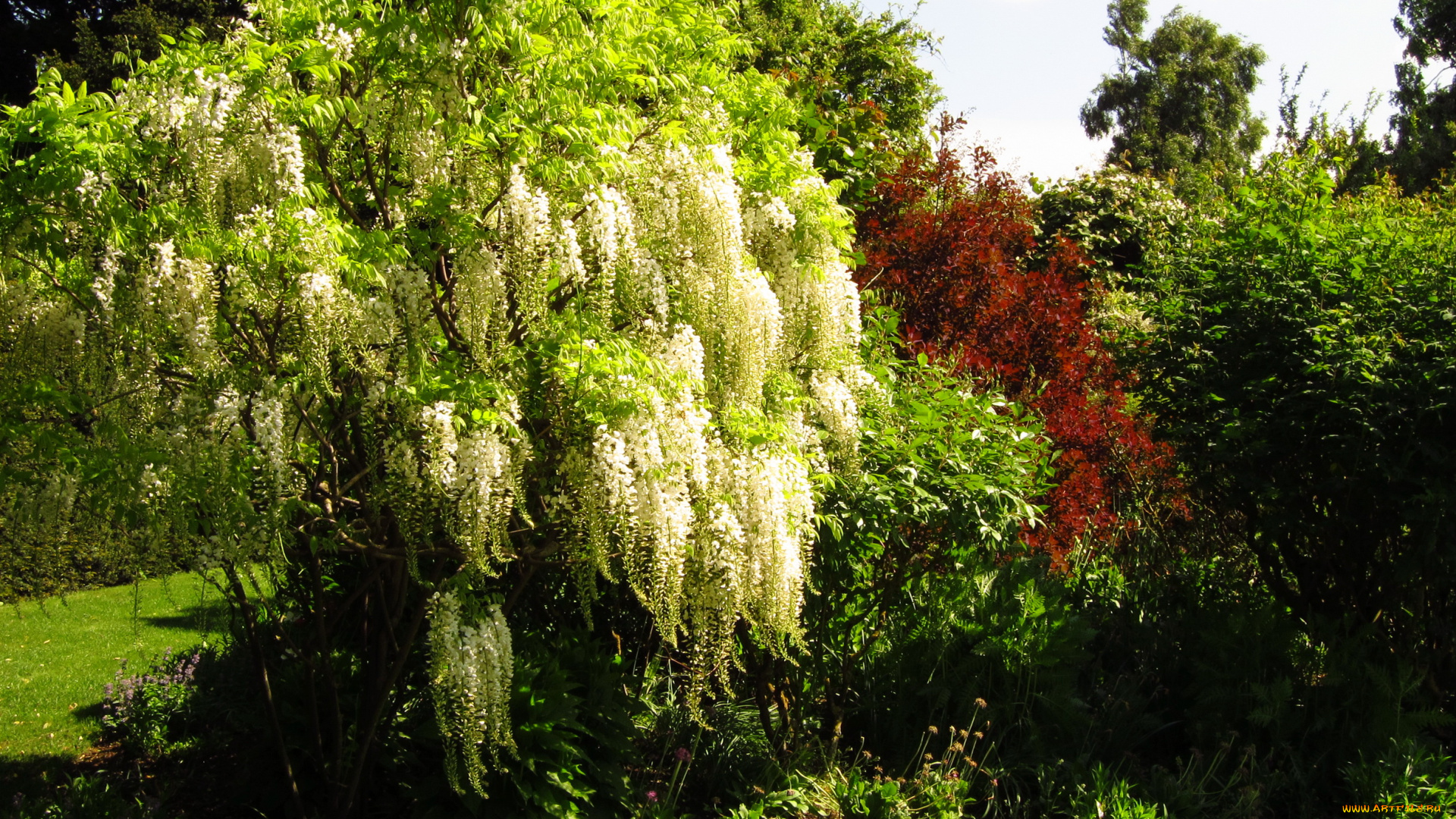 england, london, regent`s, park, природа, парк, трава, деревья, кусты