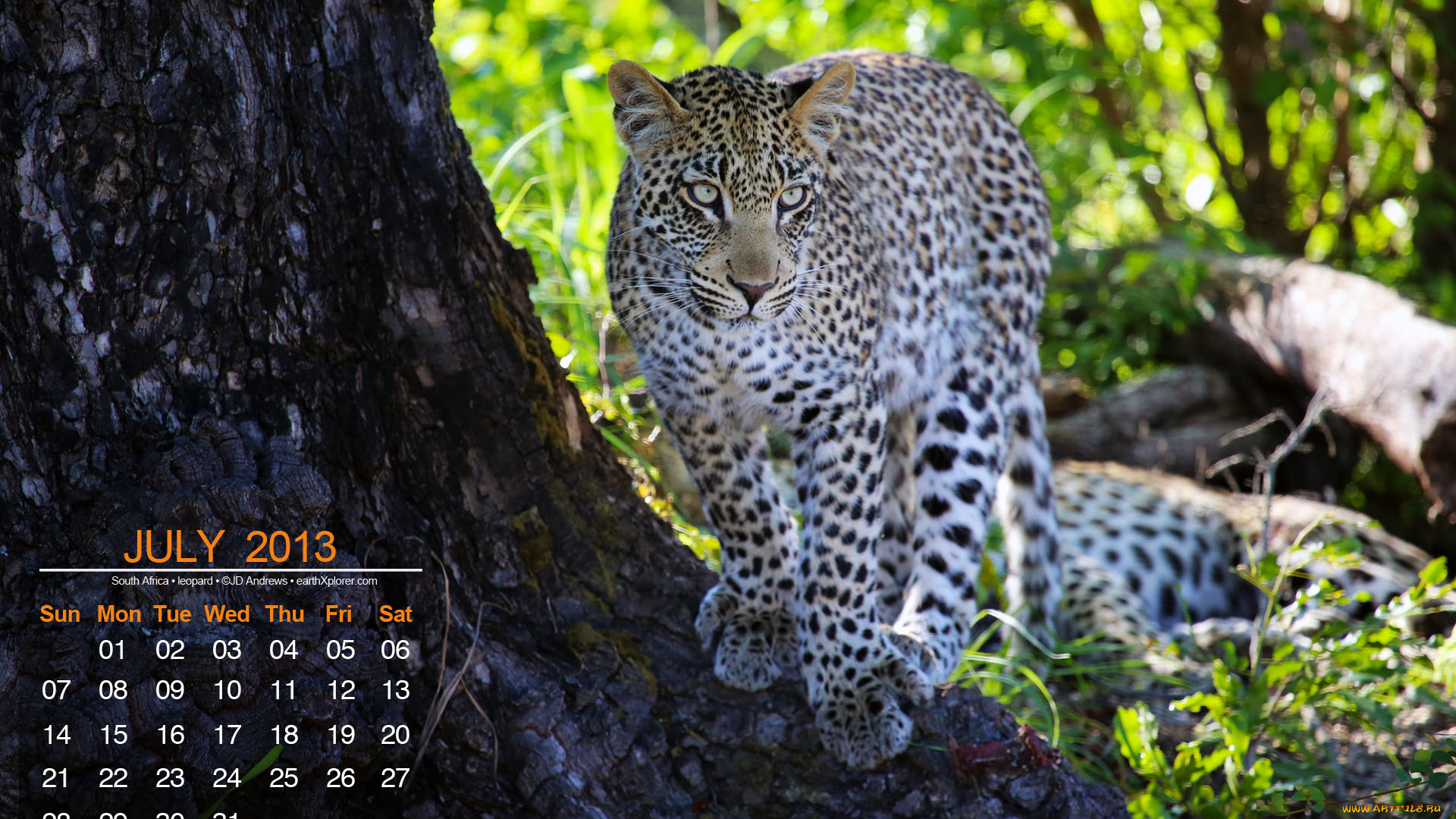 календари, животные, леопард