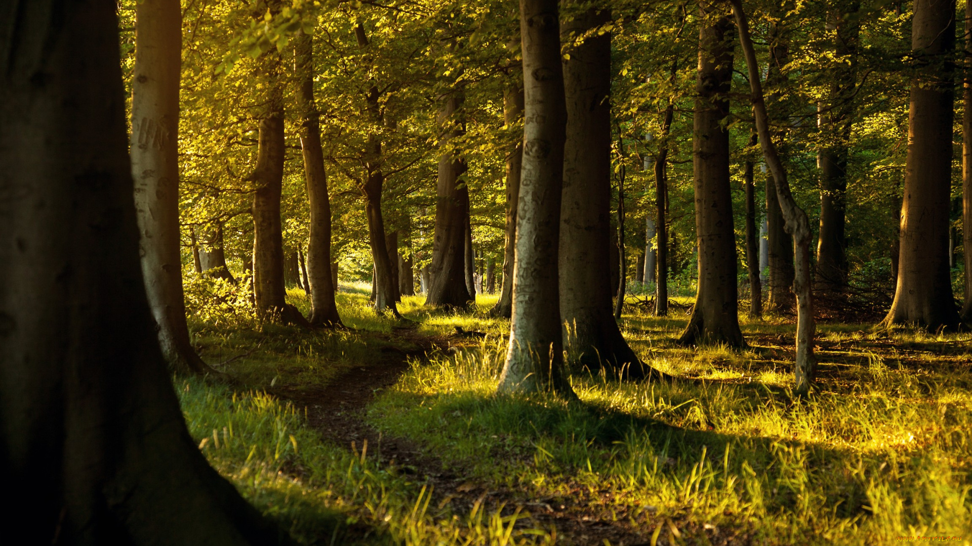 природа, лес, деревья, стволы, трава, тропинка, свет