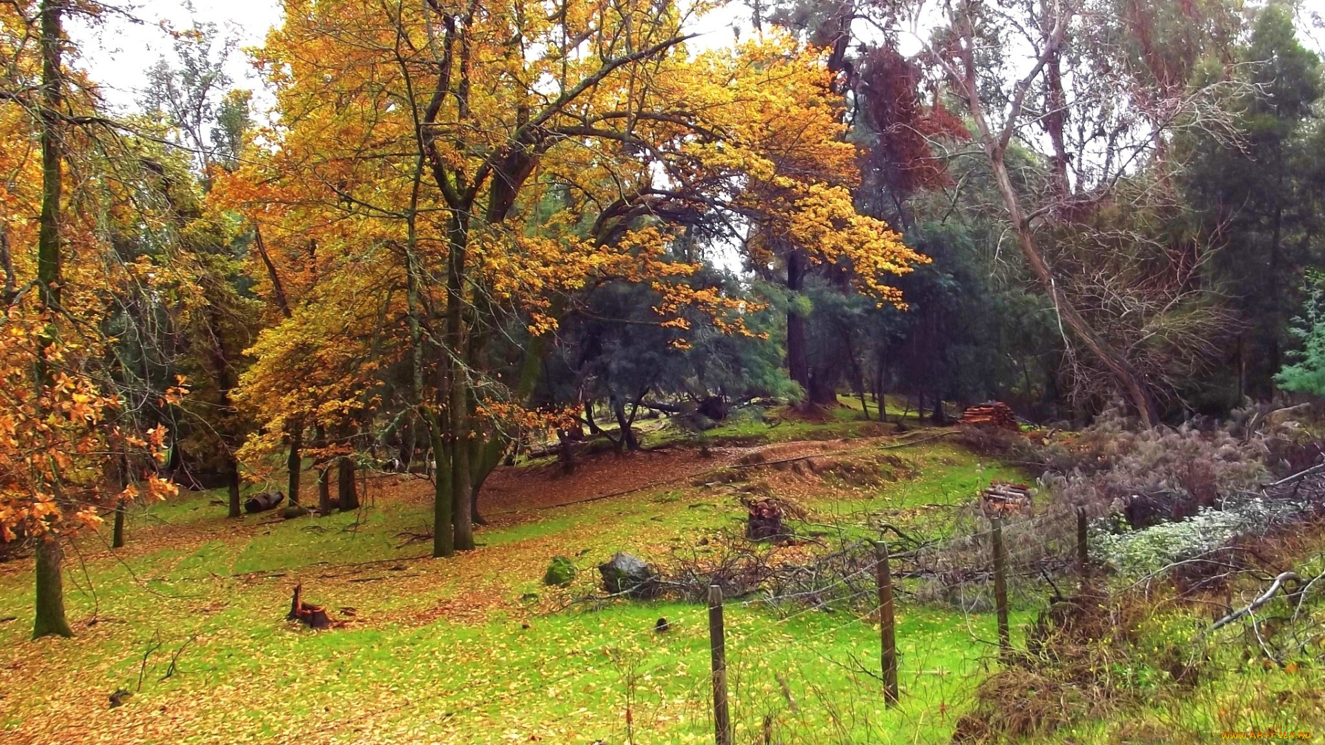 природа, лес, желтые, кроны, трава, ограда, опушка, осень