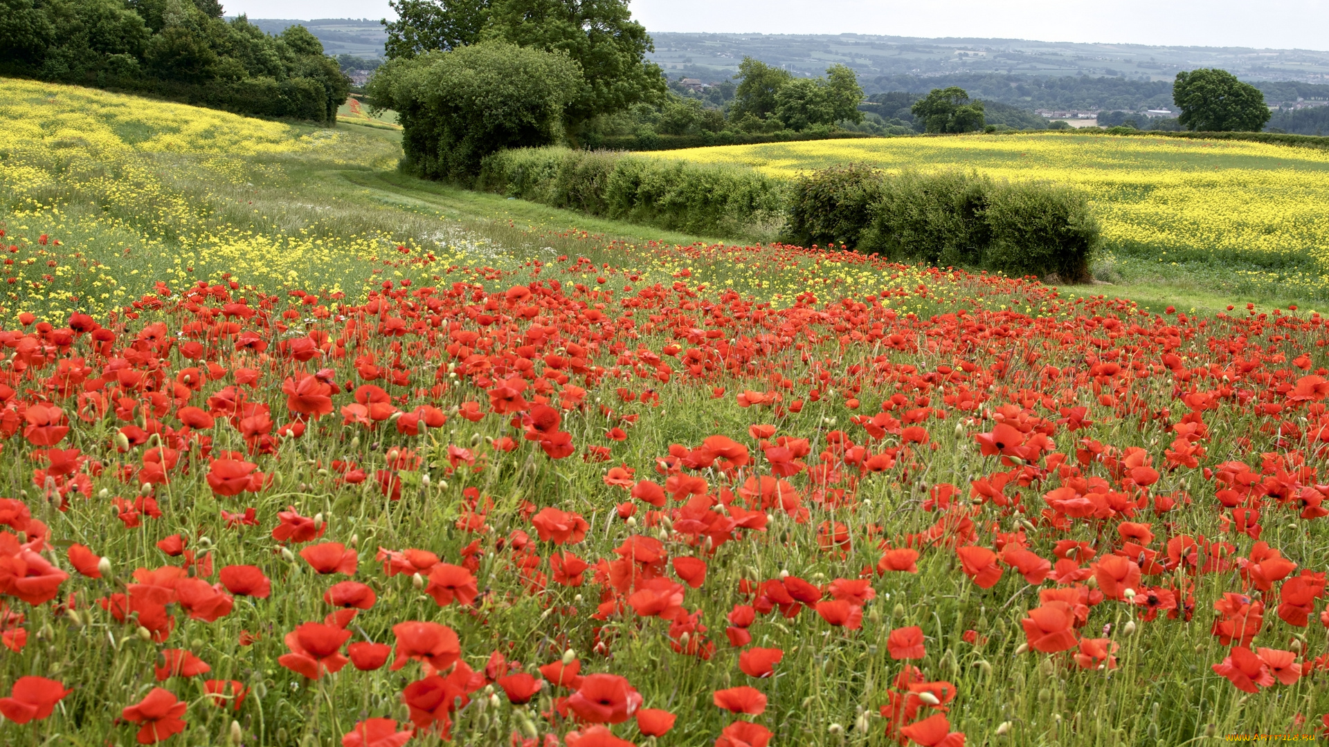 природа, поля, маки