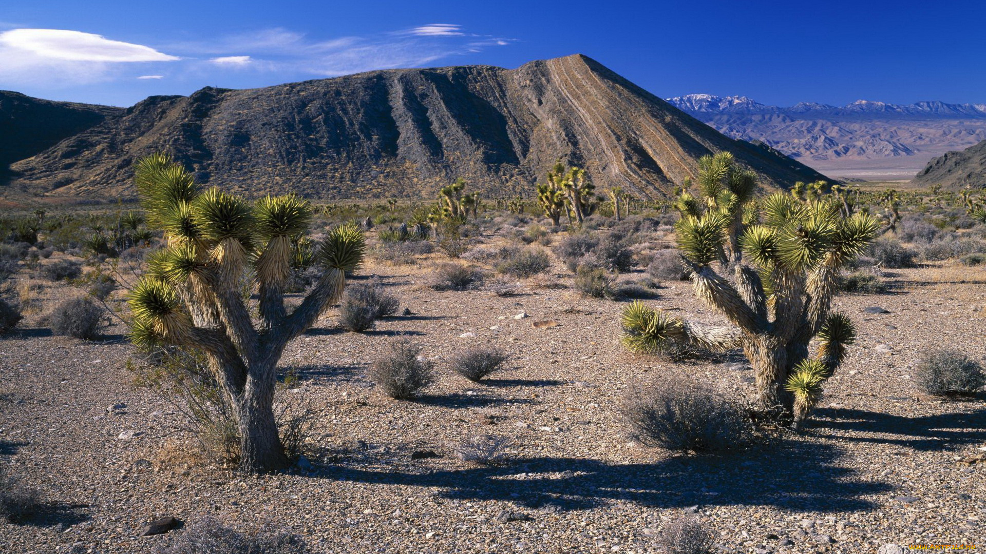 природа, пустыни, деревья, кустики, пустыня, горы, холмы