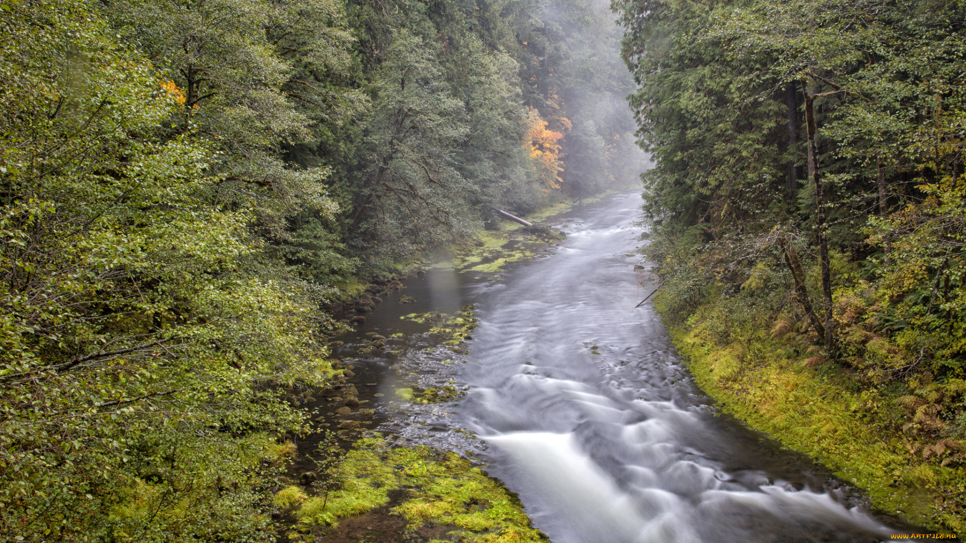 природа, реки, озера, лес, река