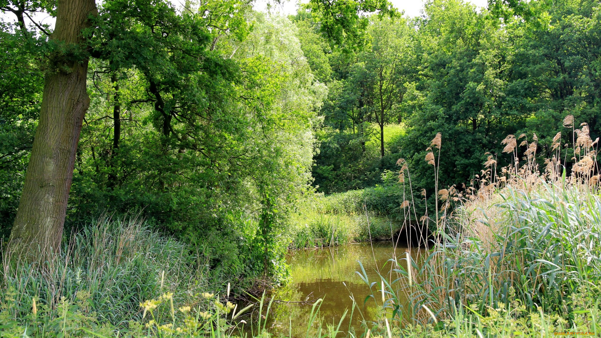 природа, реки, озера, лето, лес, пруд, камыш, трава, зелень