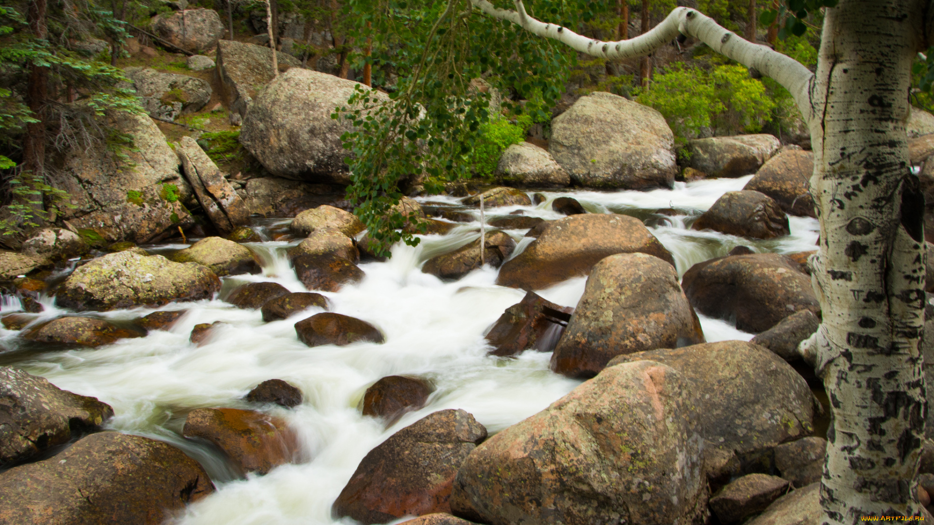 природа, реки, озера, вода, камни, поток, береза