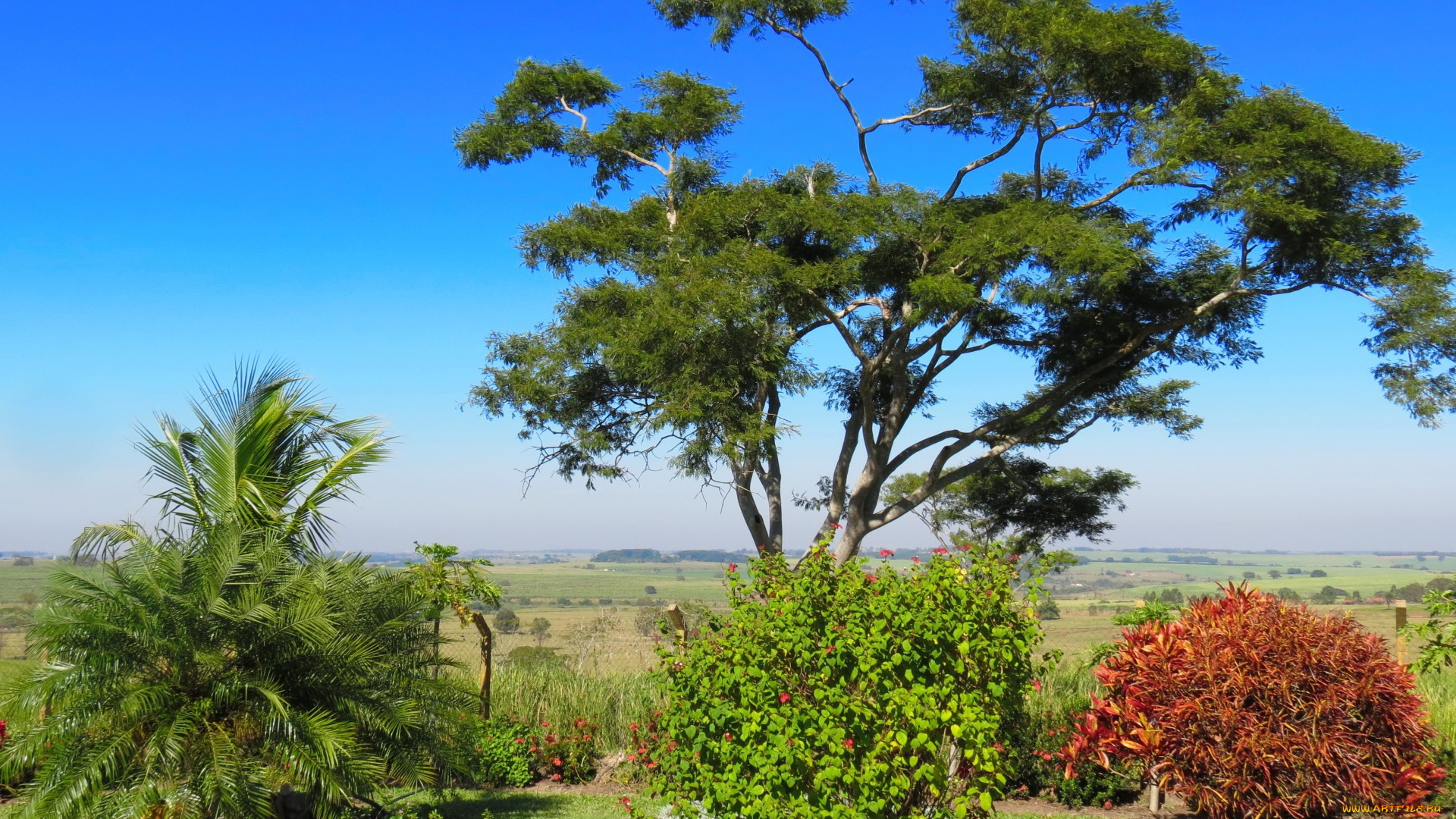 природа, тропики, кустарник, деревья, равнина