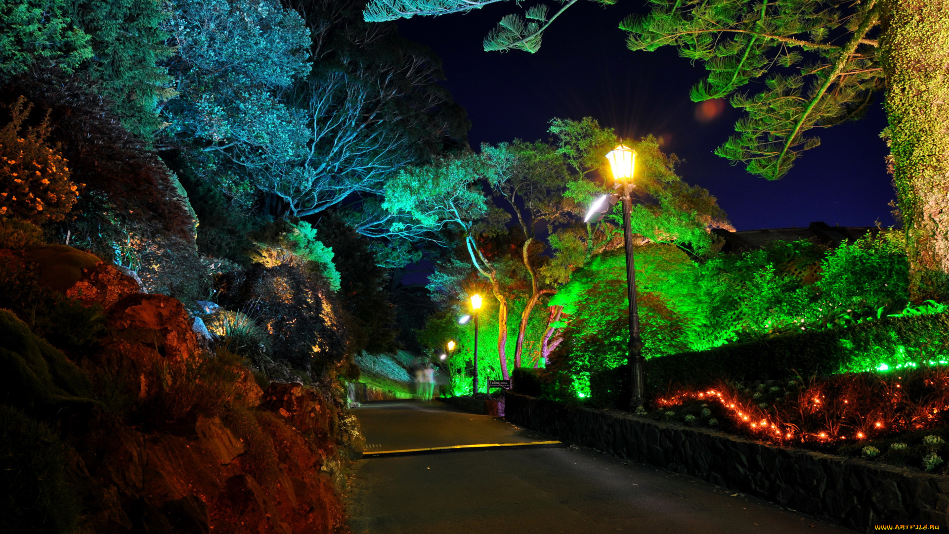 wellington, botanical, garden, природа, парк, ночь, огни