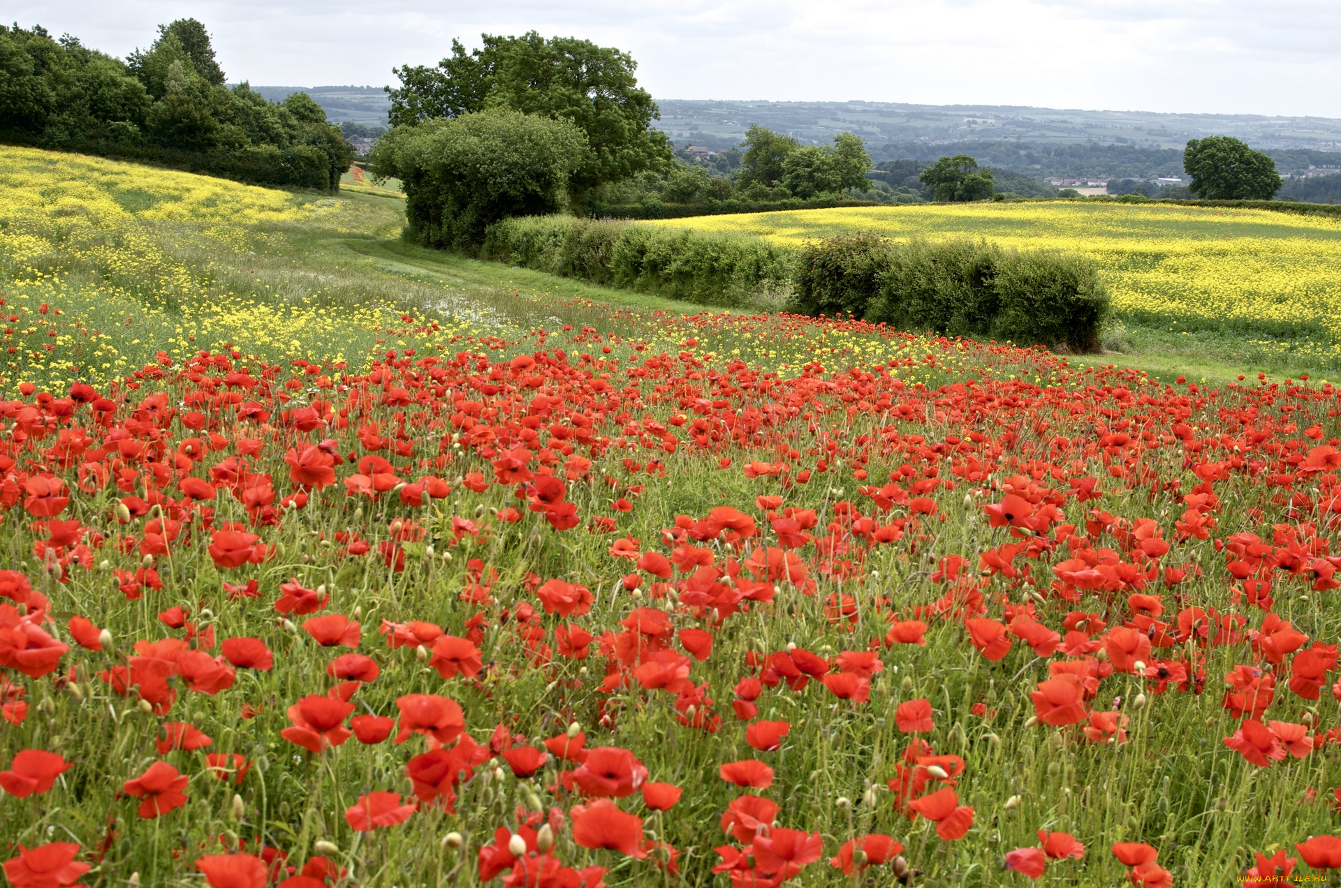 природа, поля, маки