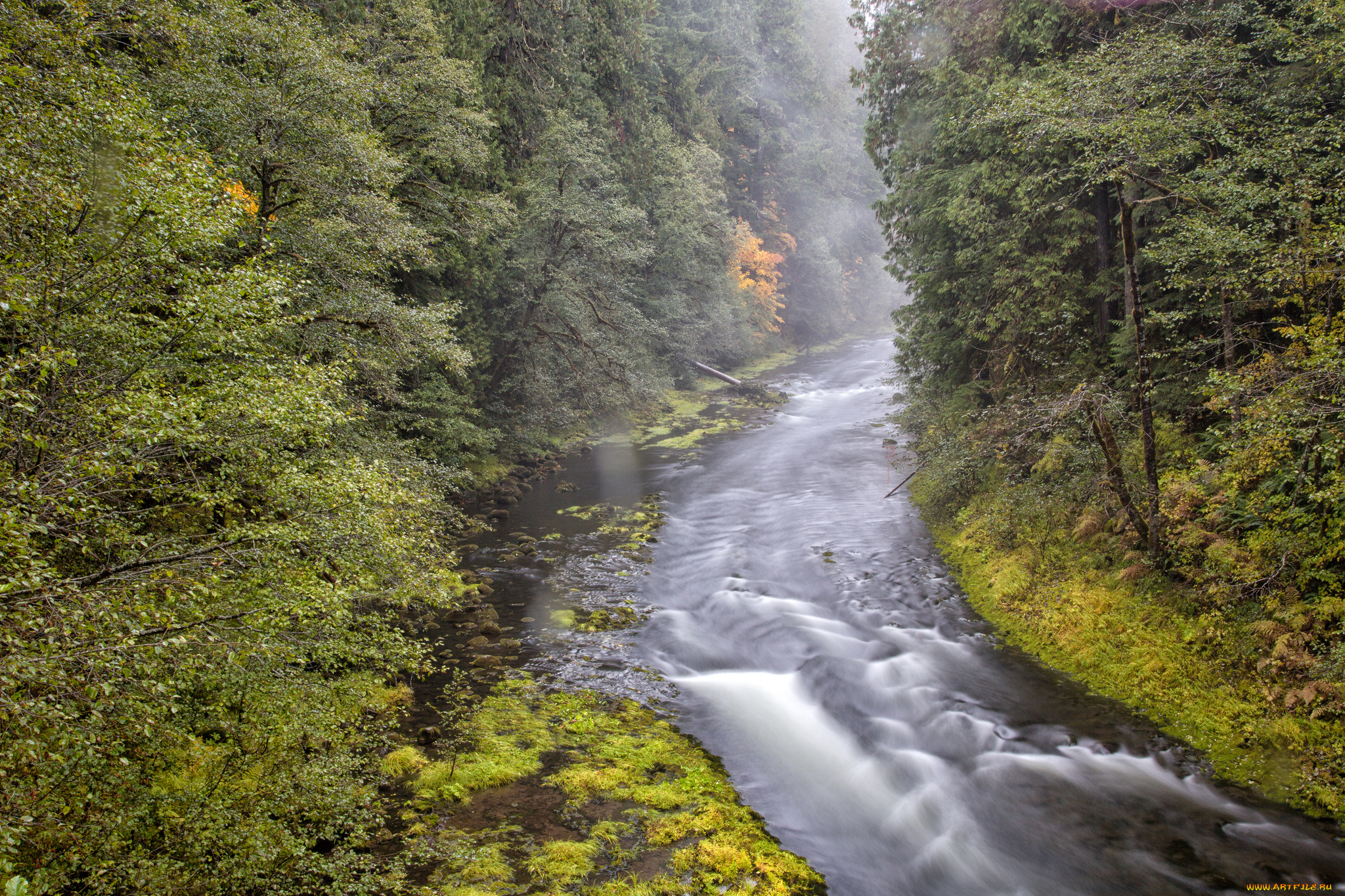 природа, реки, озера, лес, река
