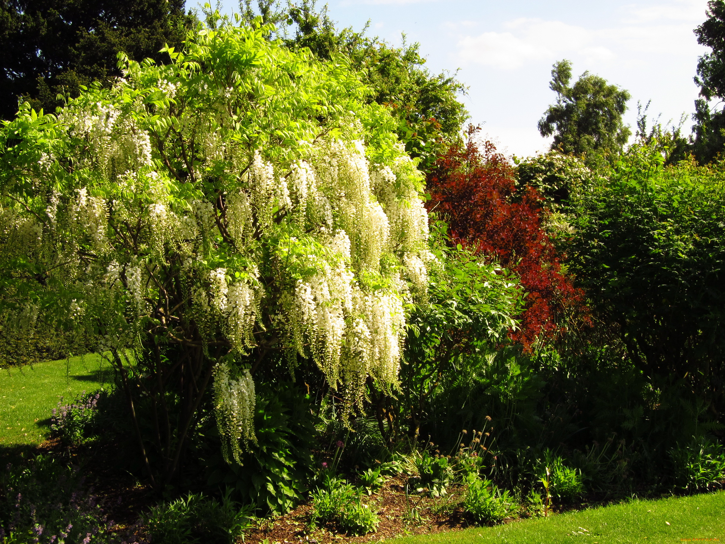 england, london, regent`s, park, природа, парк, трава, деревья, кусты