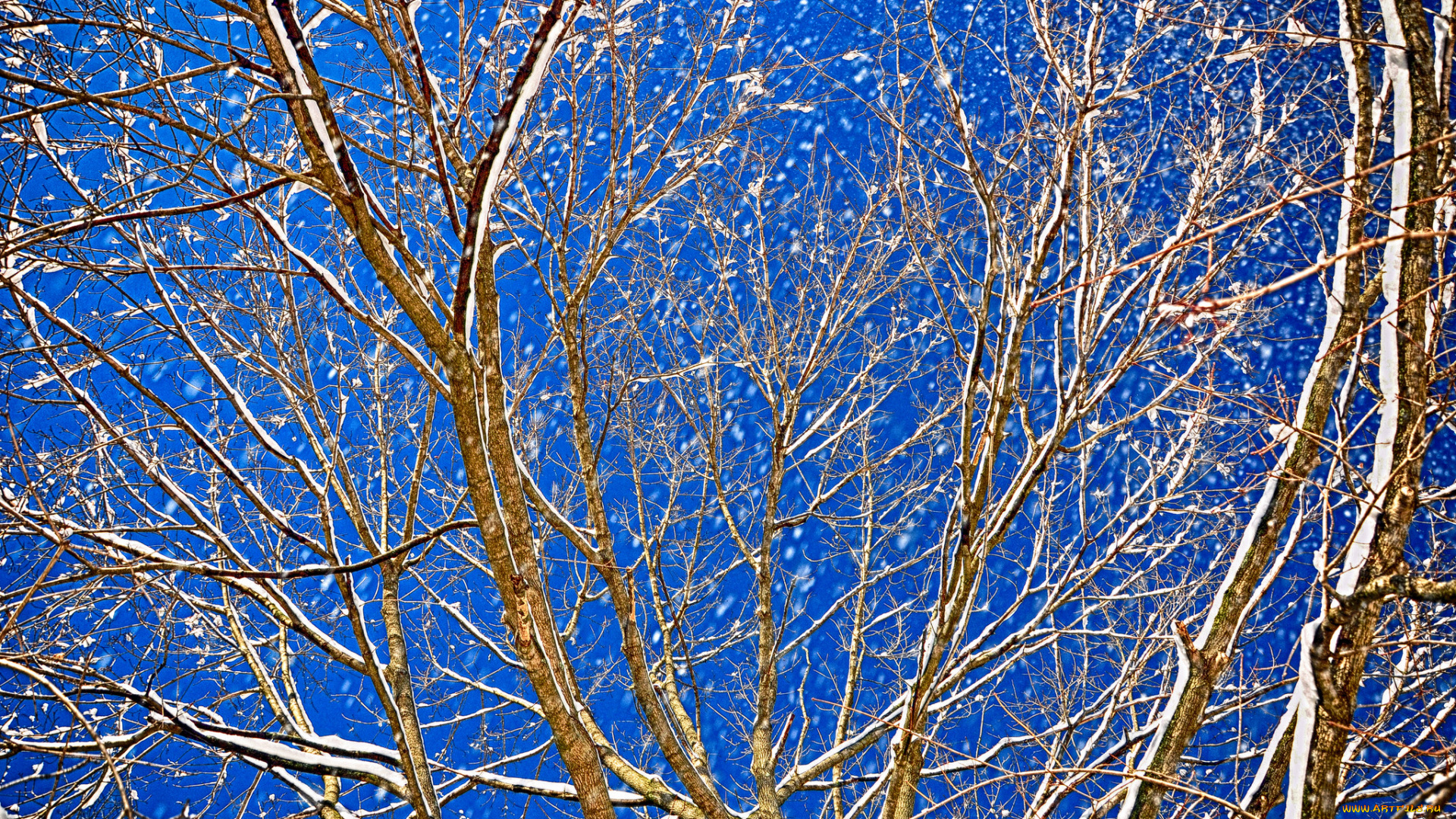 природа, деревья, небо, ветки, вечер