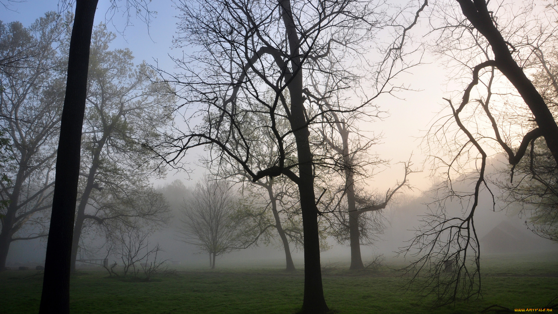 природа, деревья, ветки, туман, осень, утро, лес