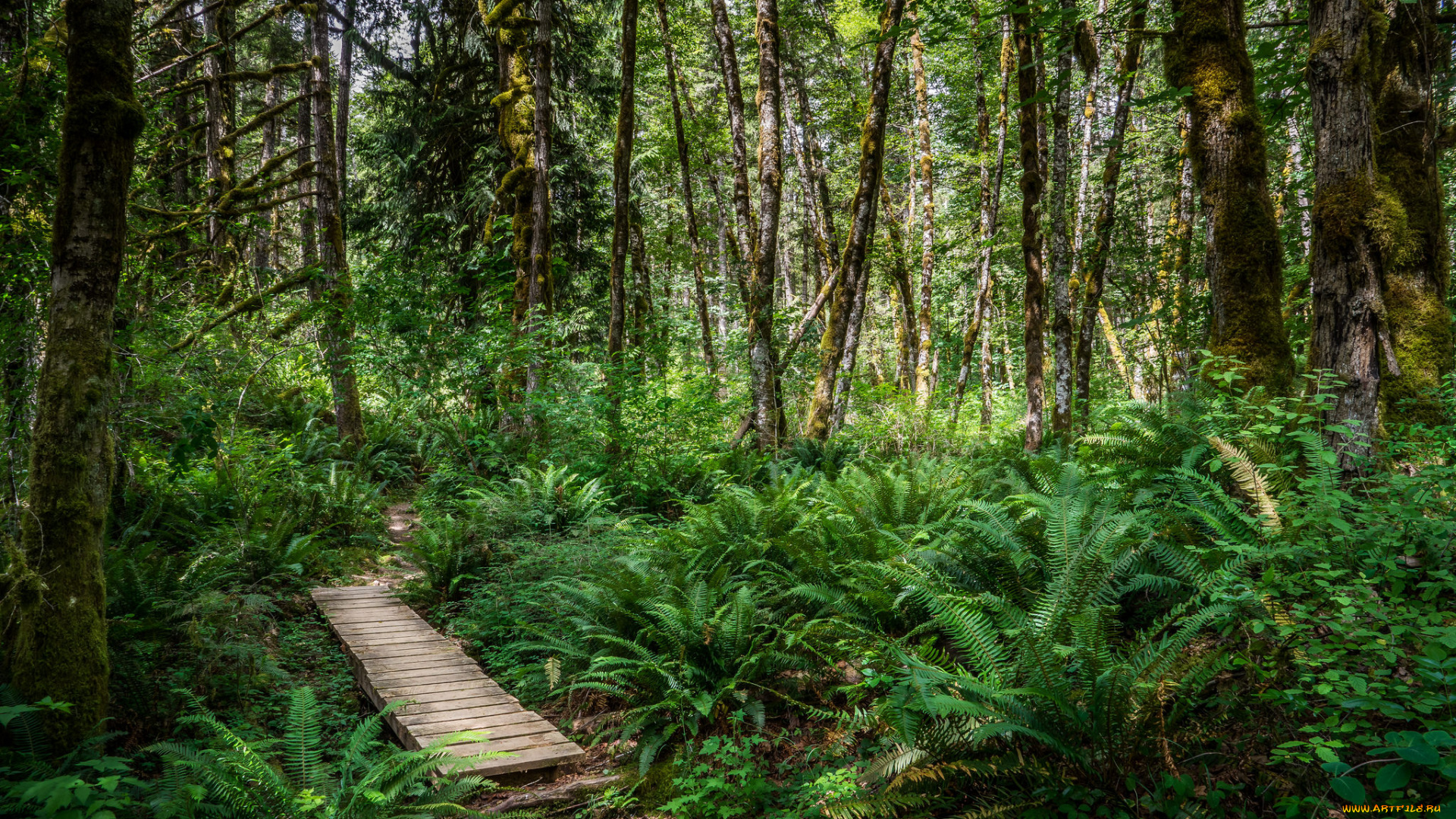 природа, дороги, тропинка, лес