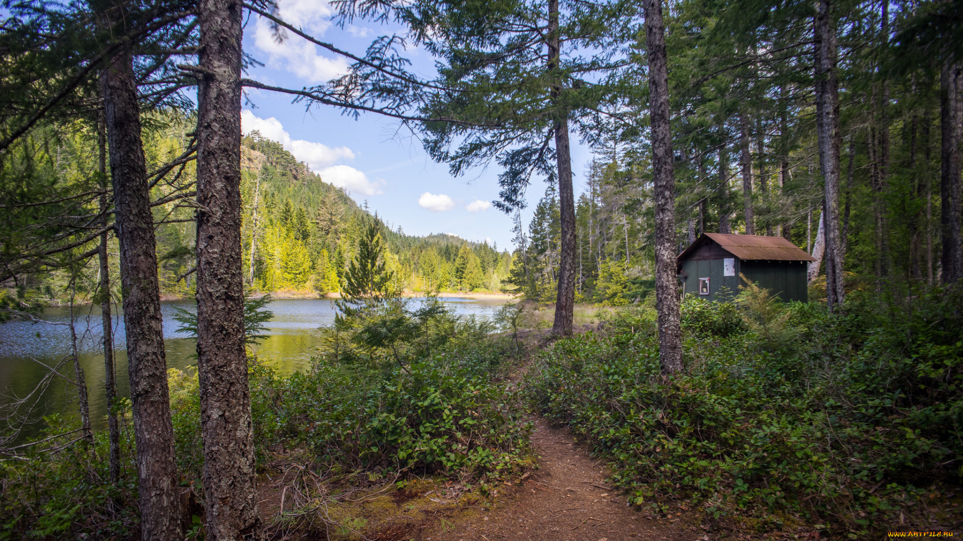 природа, дороги, тропинка, лес