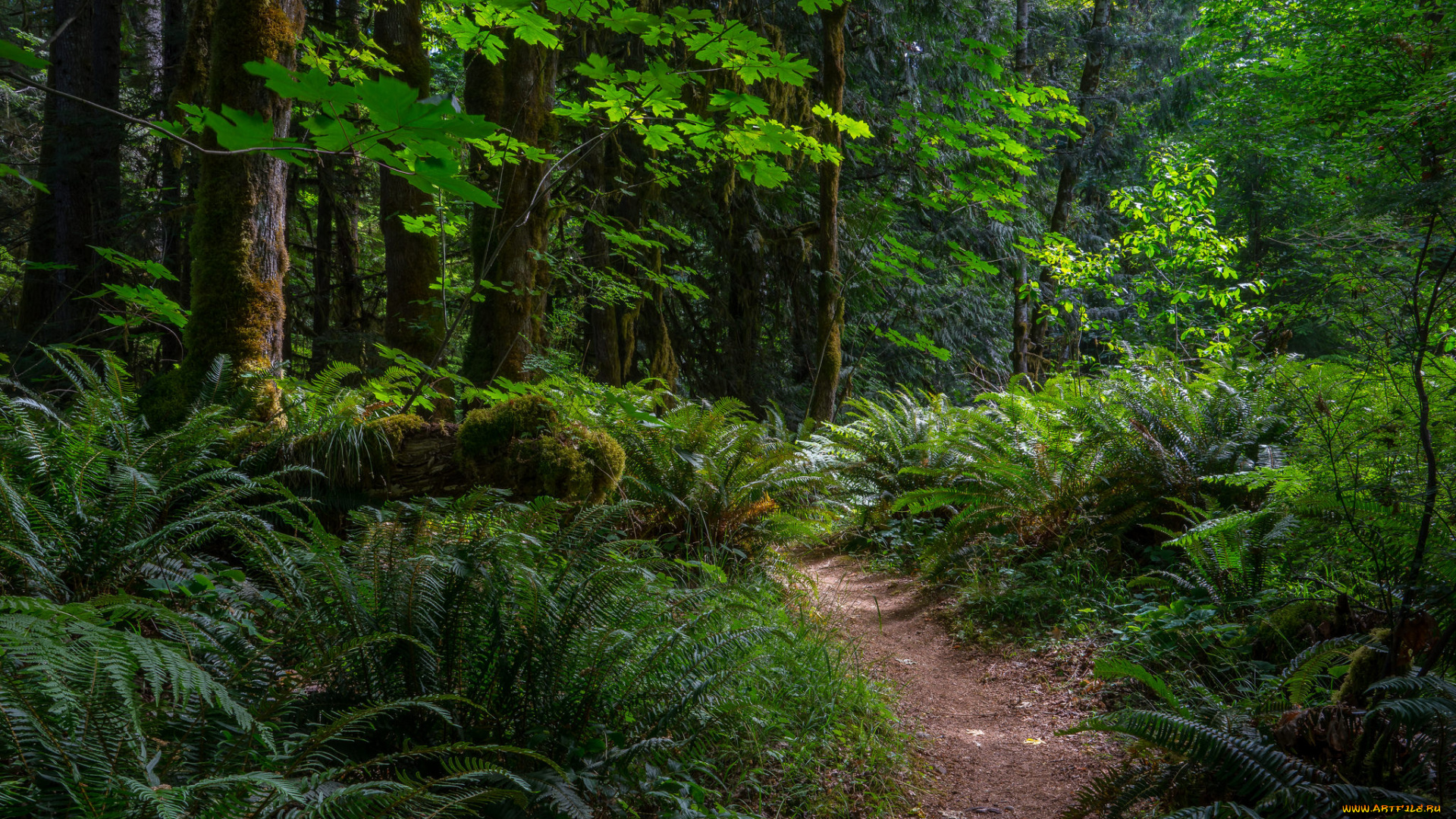 природа, дороги, тропинка, лес