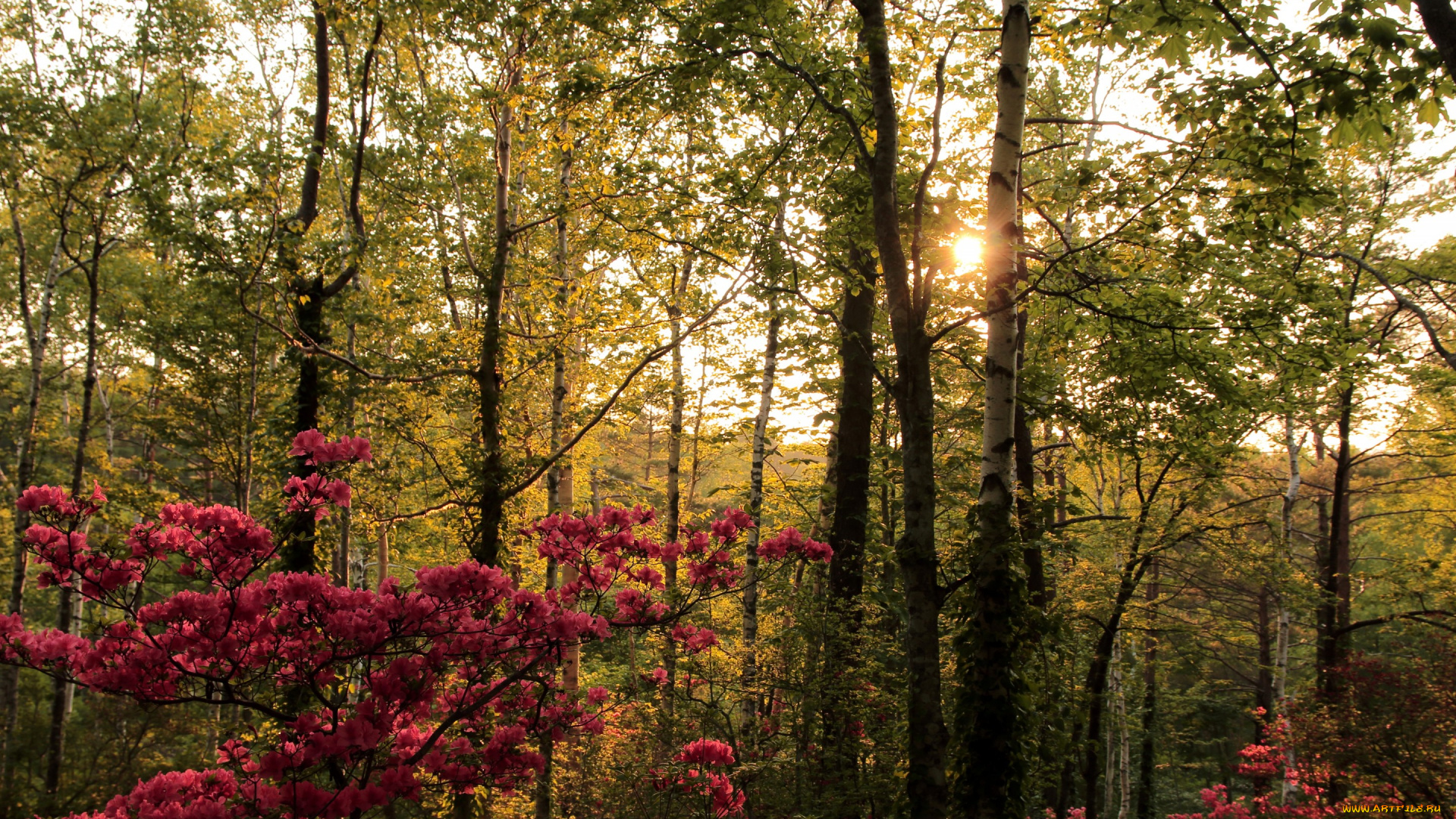природа, лес, березы, кусты, деревья, солнце, цветущие