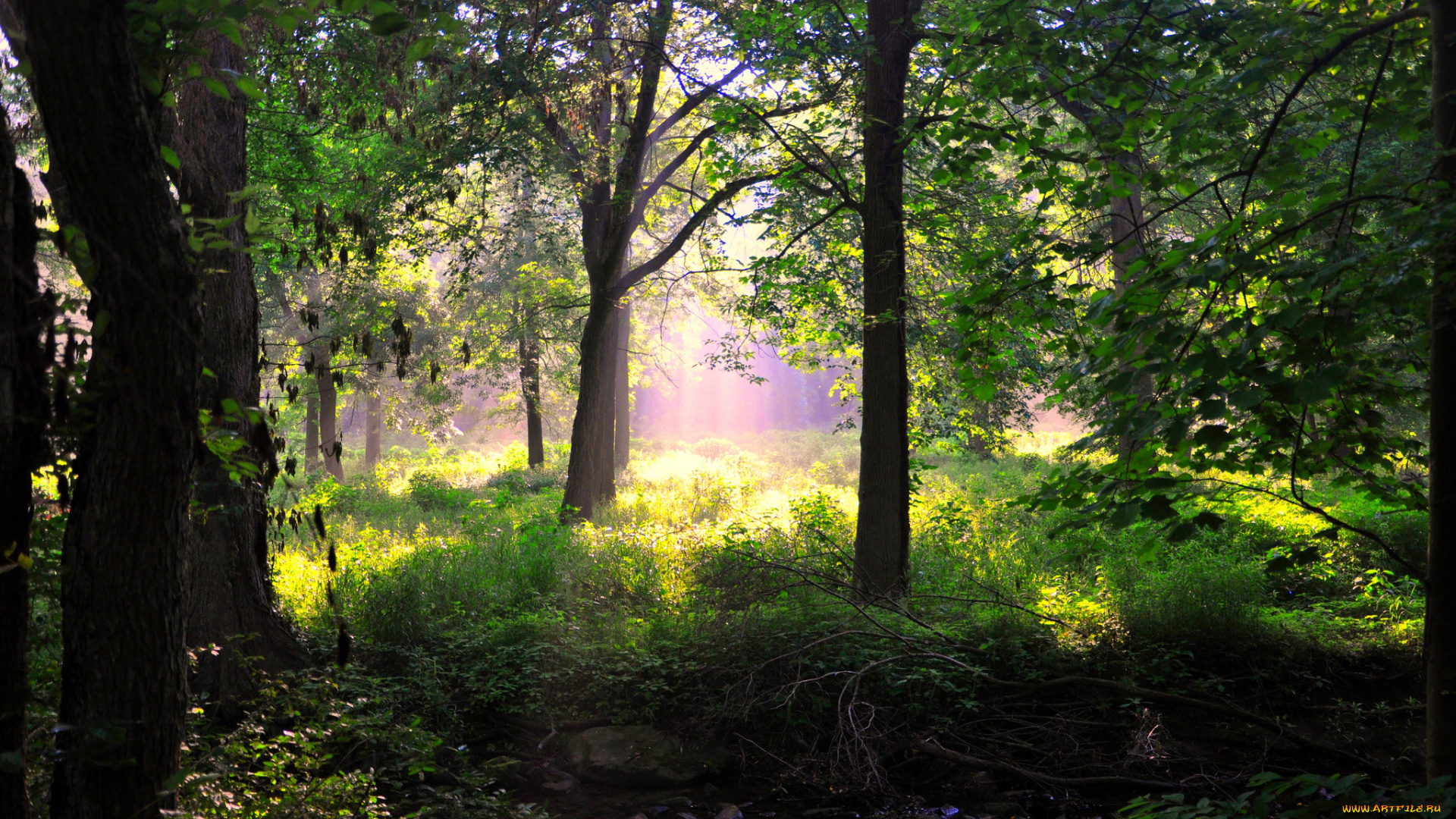 природа, лес, деревья