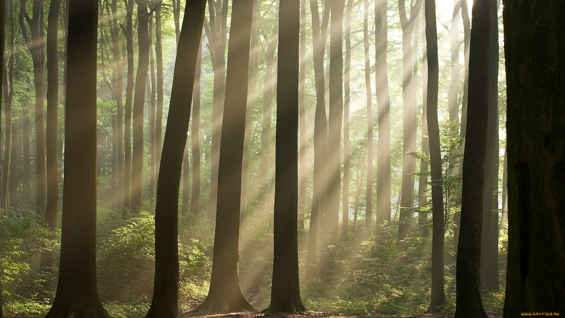 природа, лес, деревья, лучи