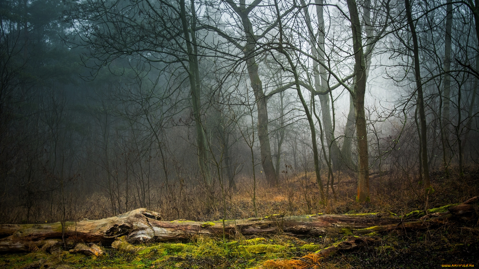 природа, лес, мох, трава, туман