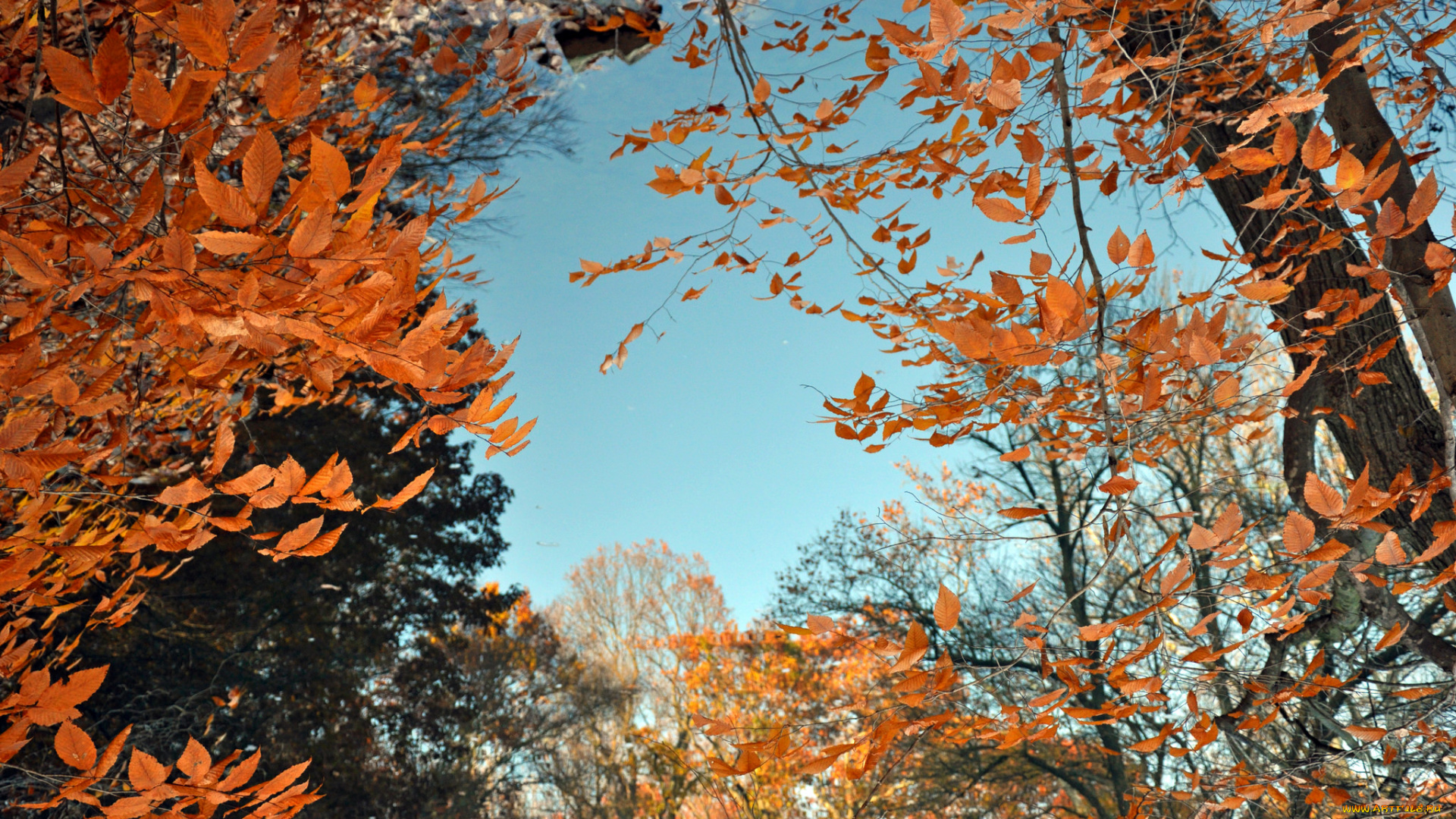 природа, лес, небо, ветки, деревья, осень