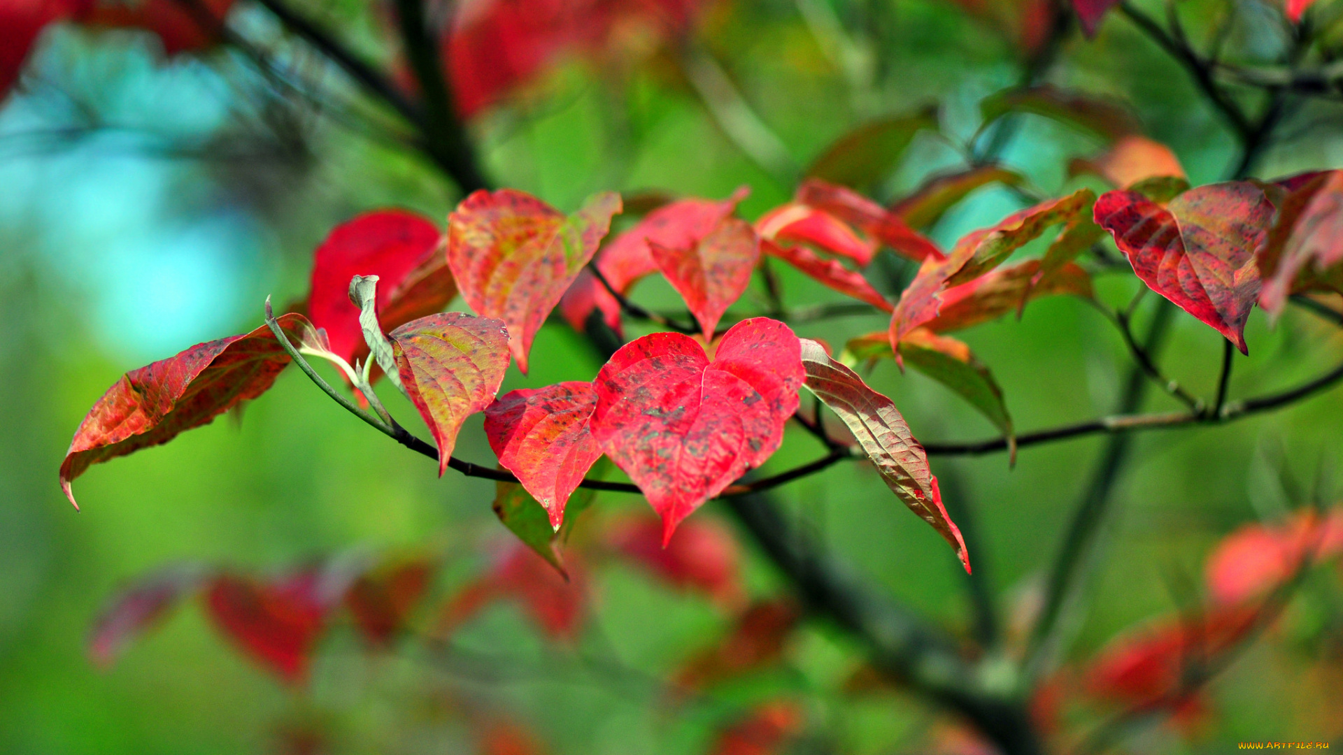 природа, листья, фон, красные, ветка