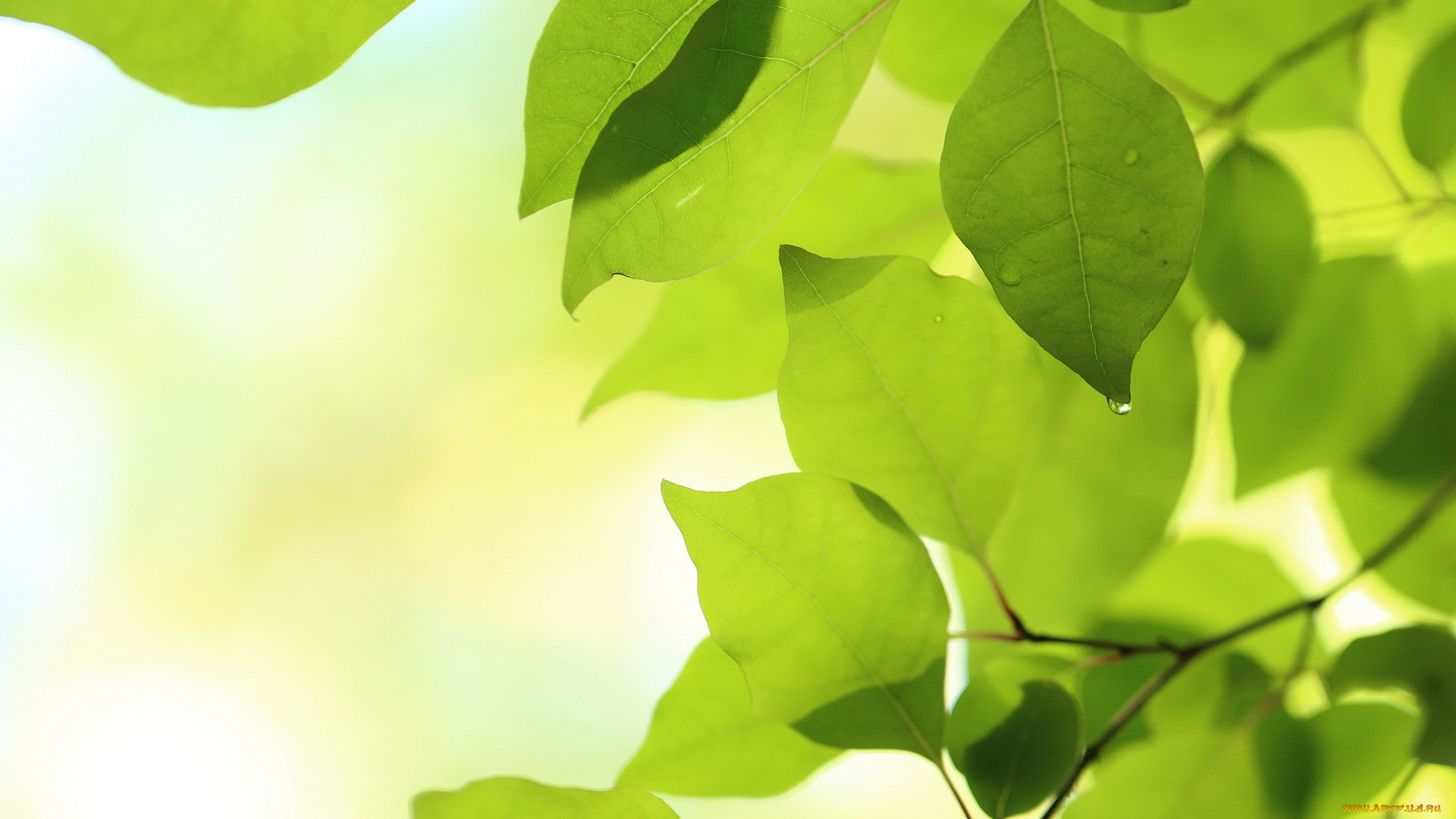 природа, листья, ветки