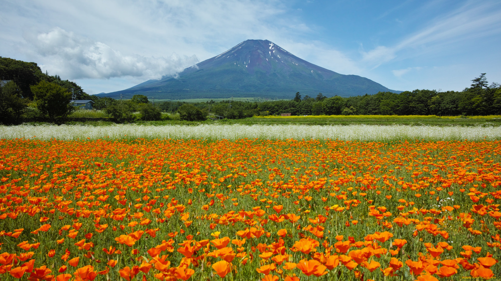 природа, луга, гора, оранжевые, луг, эшшольция, цветы, небо